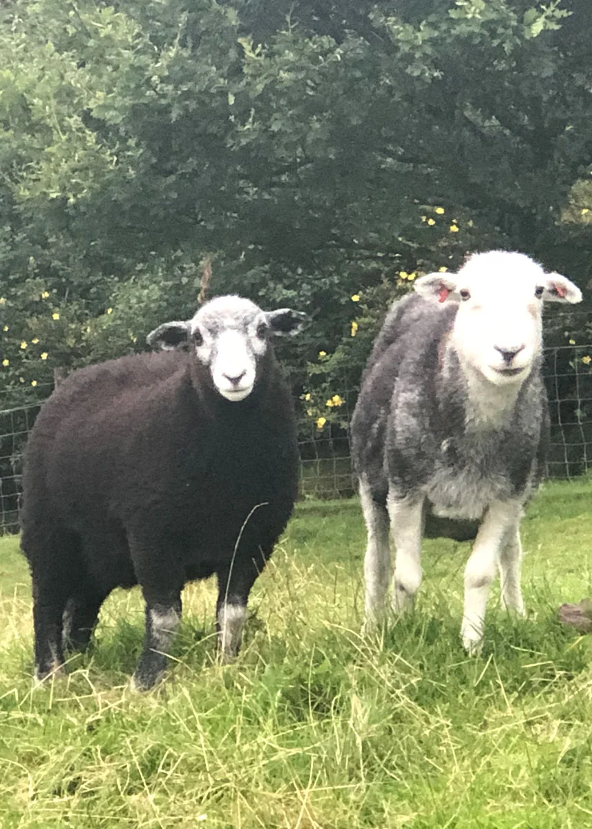 herdwicklamb3.jpg