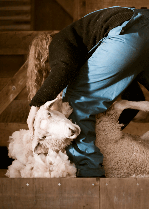 shearing.gif