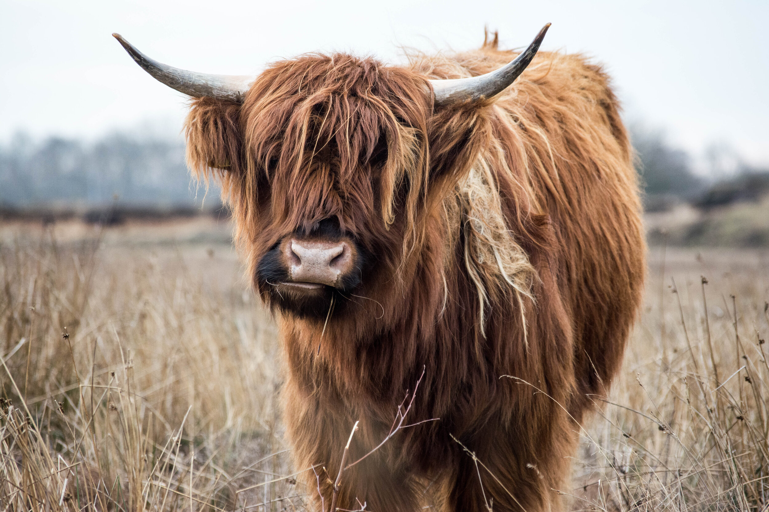 Iconic Cattle of Scotland - The Highland Cow — Darach Social Croft