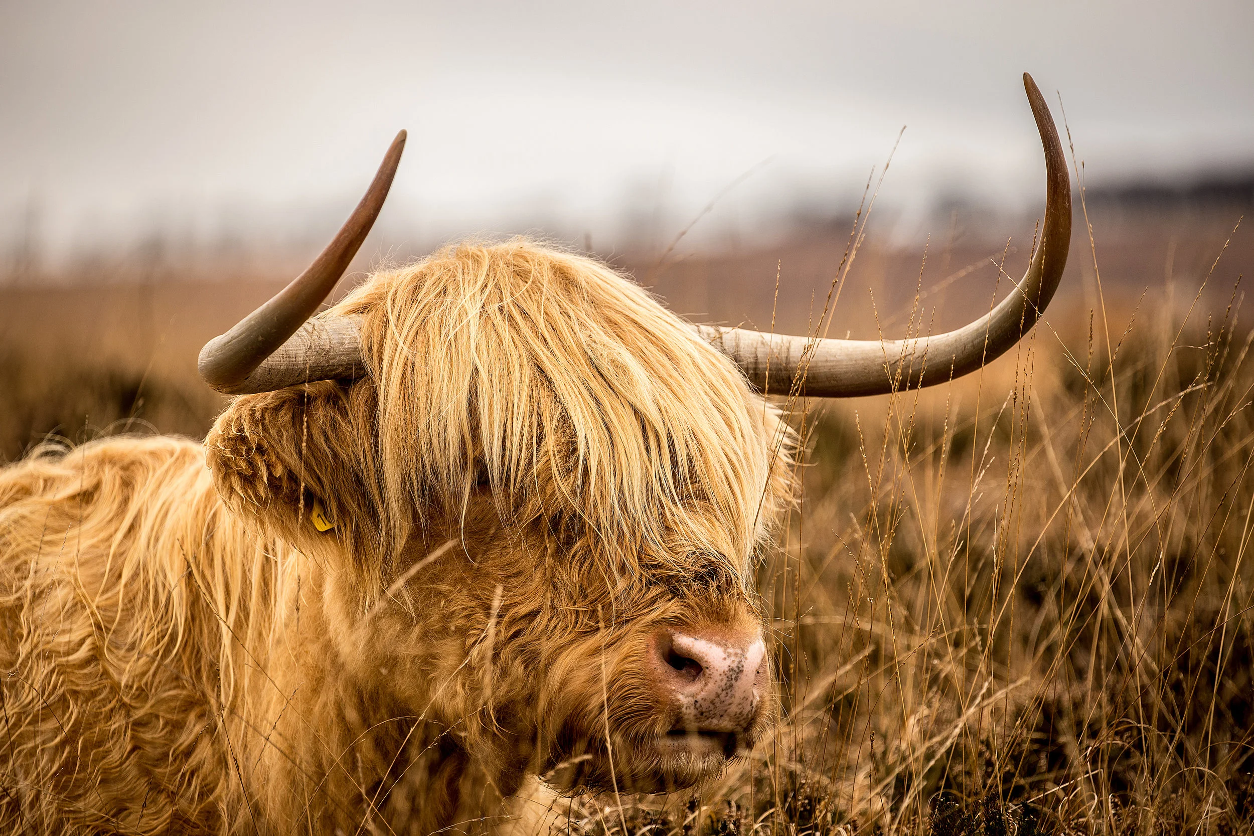 Iconic Cattle of Scotland - The Highland Cow — Darach Social Croft