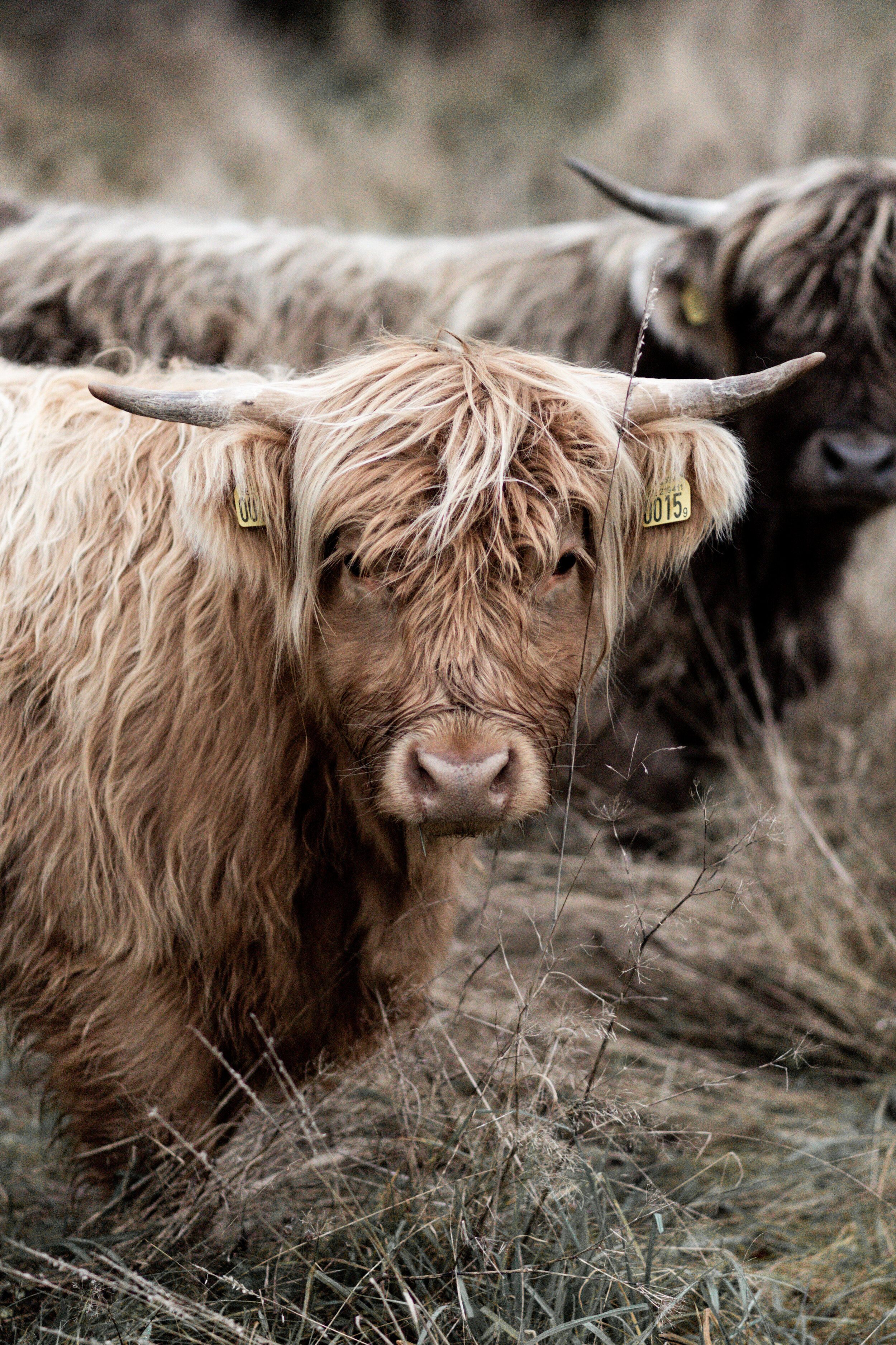 Highland Cattle, Scotland