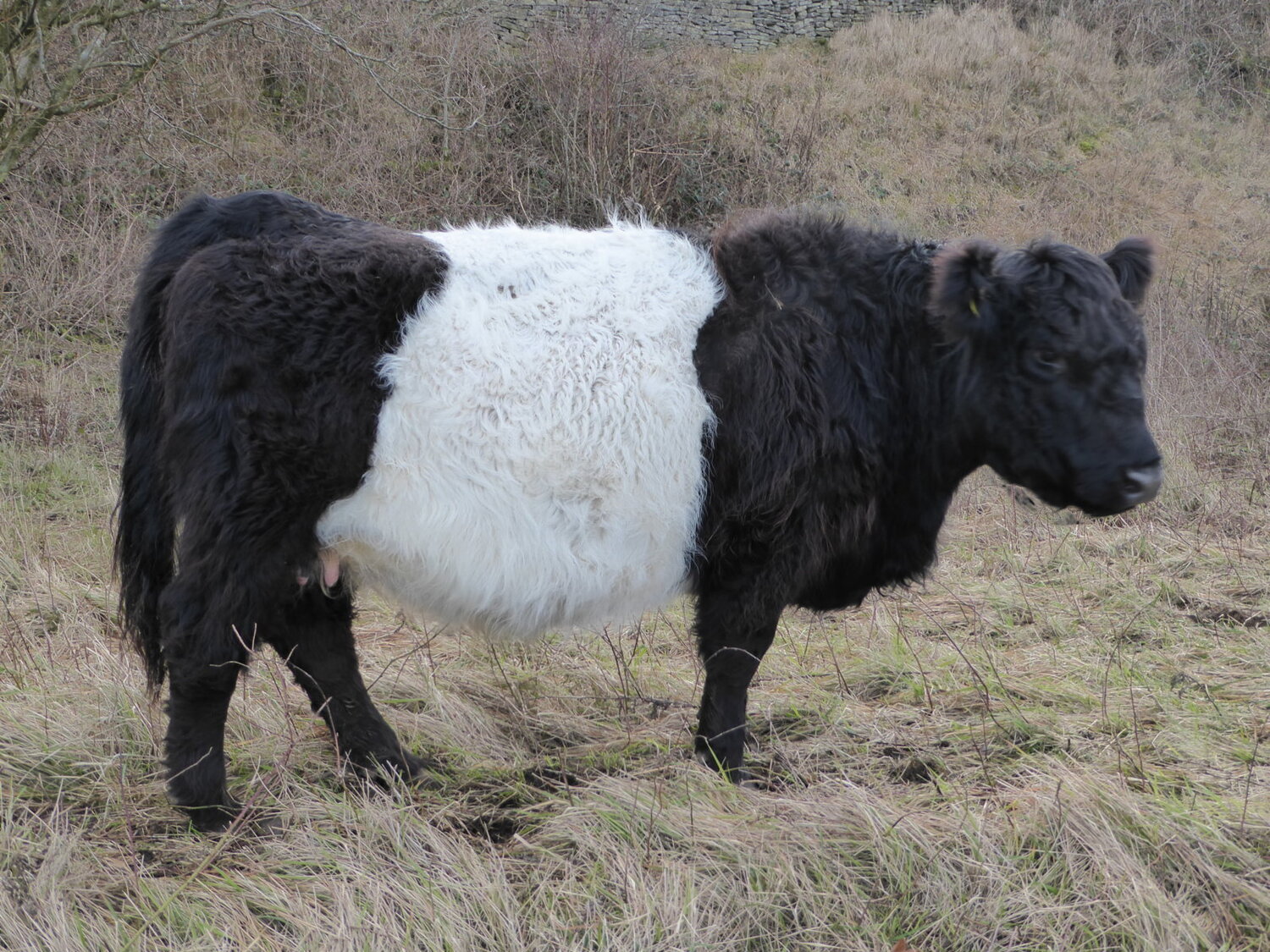 Exceed fiber amusement Iconic Cattle of Scotland - The Belted Galloway — Darach Social Croft