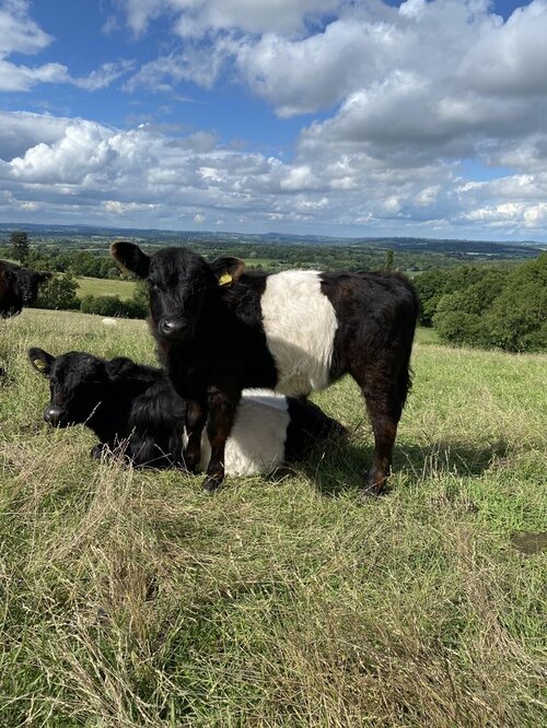 Iconic Cattle of Scotland - The Highland Cow — Darach Social Croft