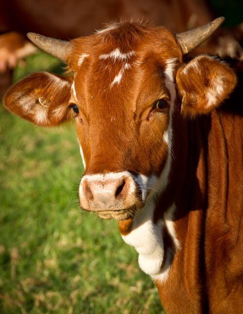 Iconic Cattle of Scotland - The Highland Cow — Darach Social Croft