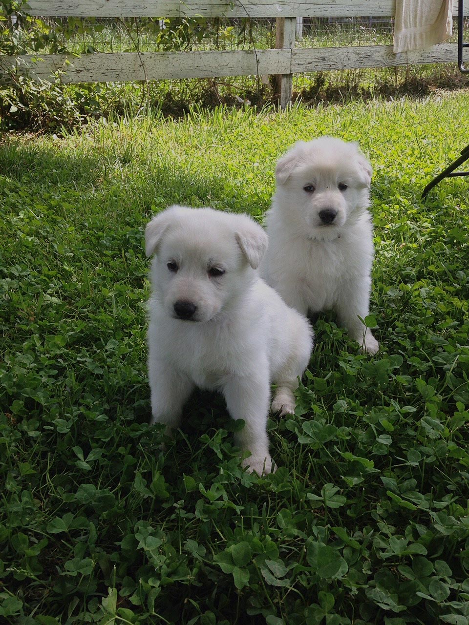 white german shepherd puppies for sale
