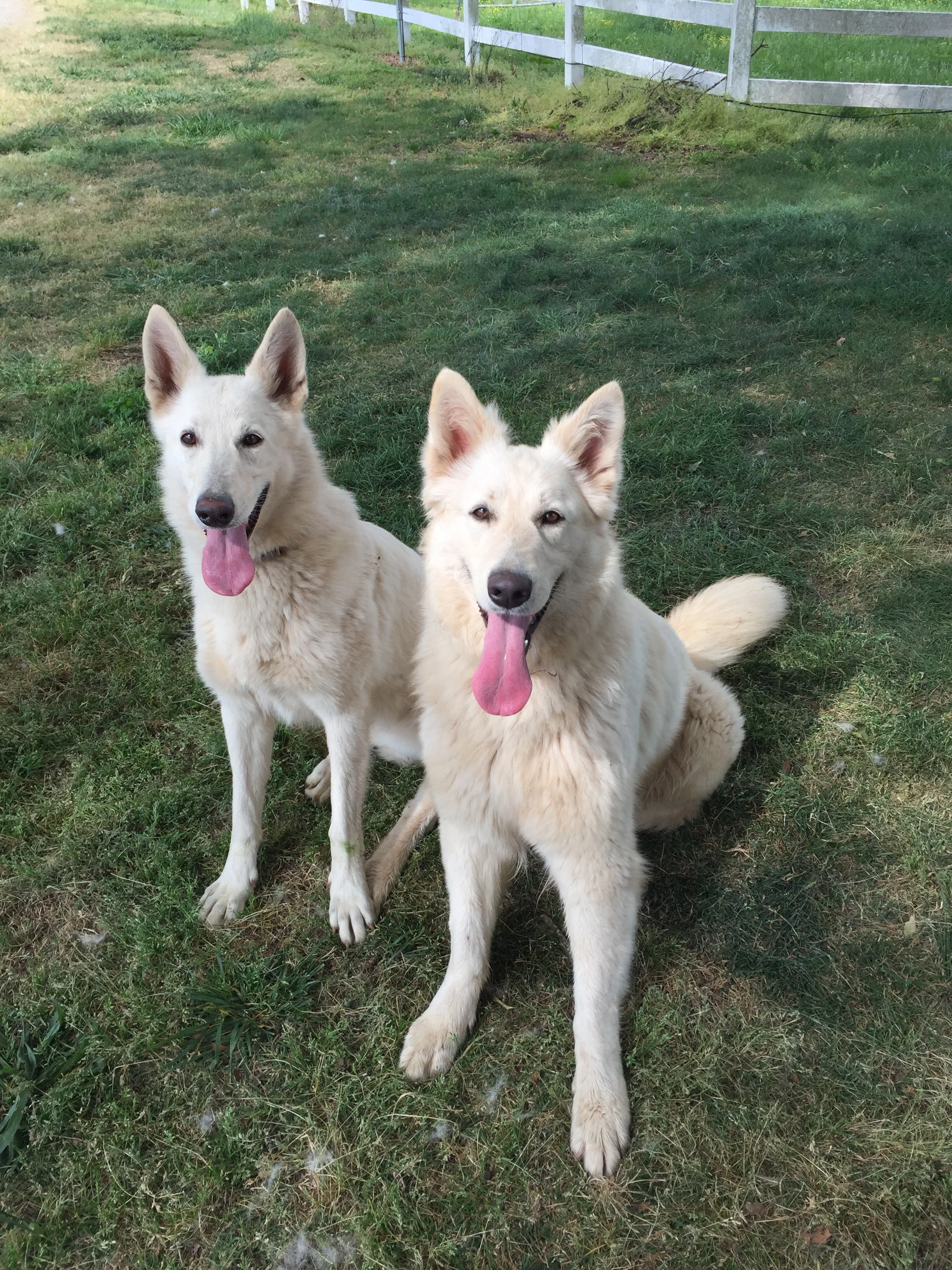 german shepherds white