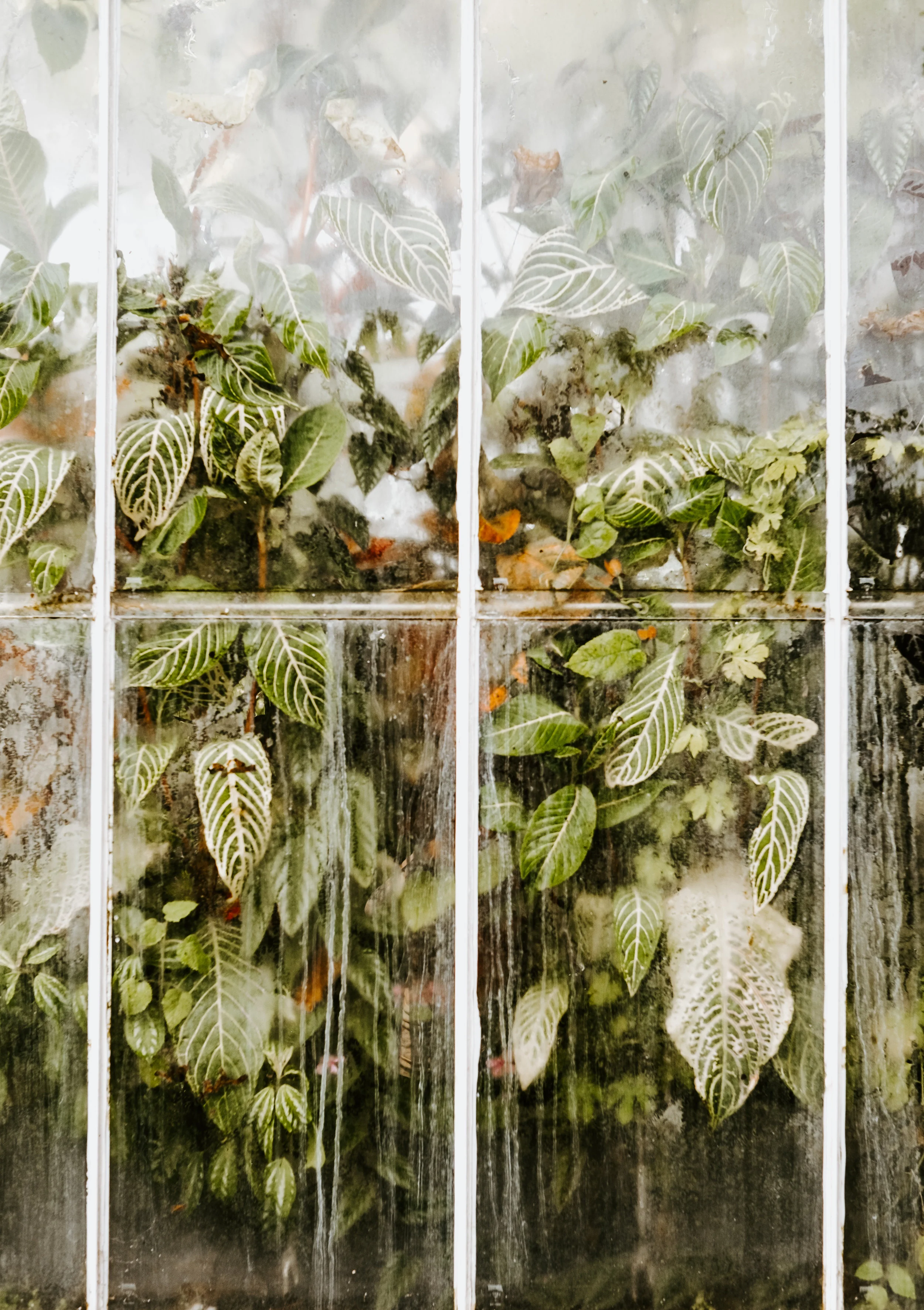 A greenhouse in Baja 