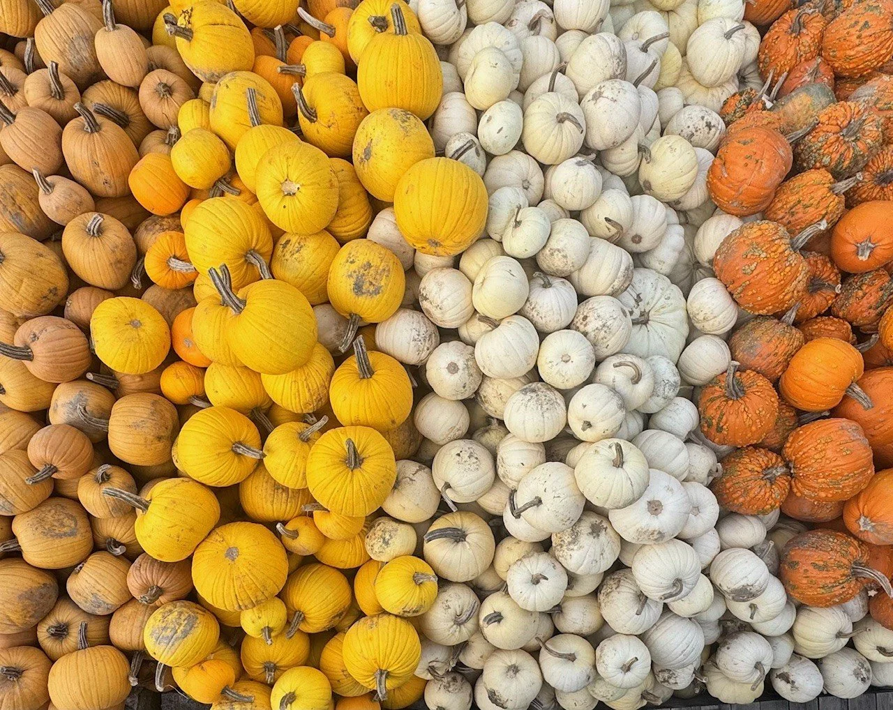 Légumes biologiques des Vallons Maraîchers offerts au Marché Ferme Beaulieu