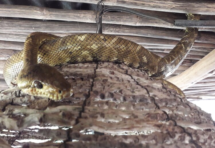 “Balboa”, una de las boas silvestres que de tanto en tanto visitan la casa de Yvo y Valeria, amigos de isla Gobernadora. Les ayudan en el control de ratones, murciélagos y otros. Aquí sobre una de las lámparas del techo. Varias culturas originarias en la Amazonía mantienen una relación así, digamos simbiótica, con las boas que permiten o traen a vivir a sus casas. Me dicen que sabiendo de sus beneficios, en Gobernadora no se mata a las boas.