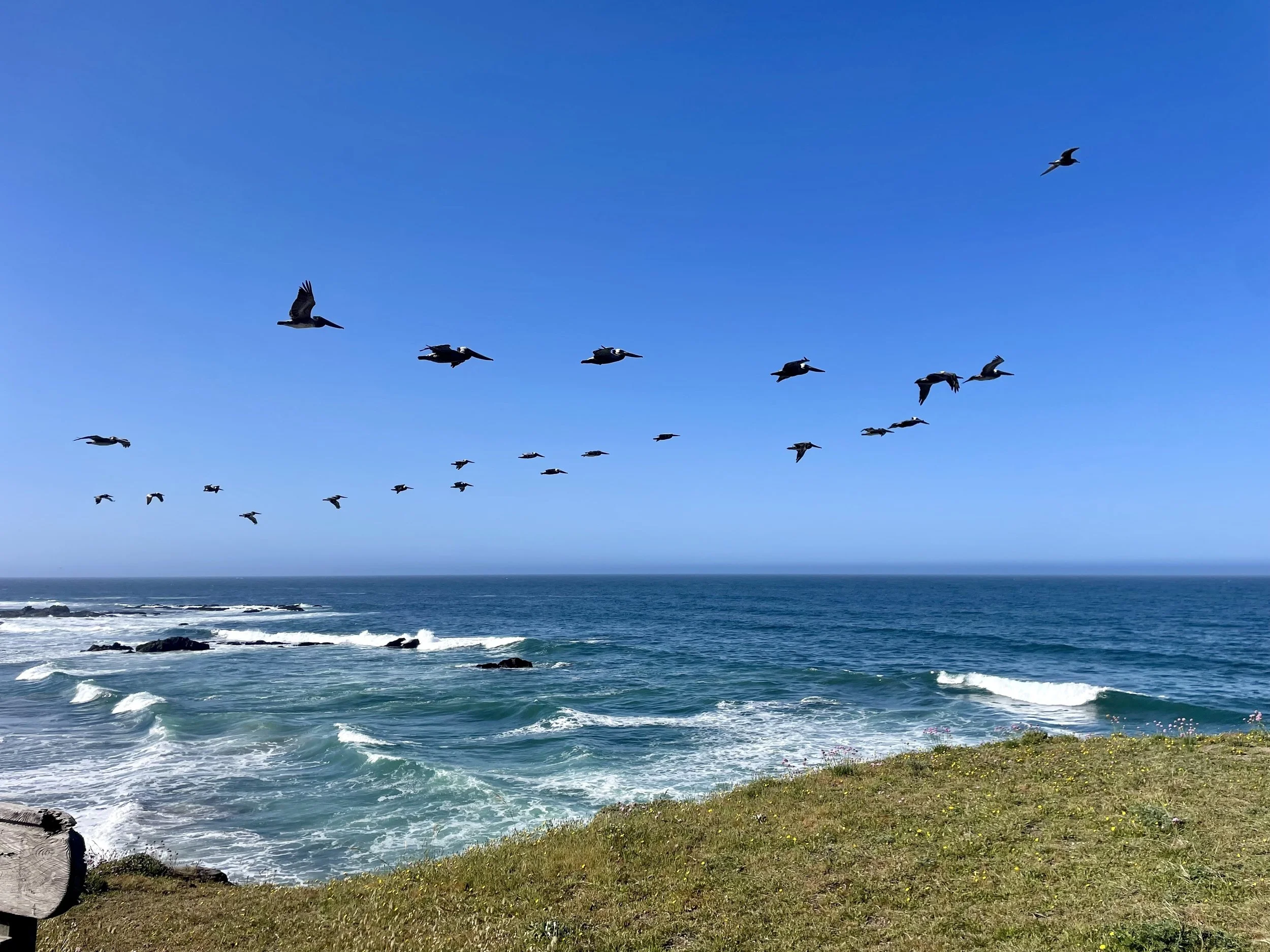 Pelicans.jpg