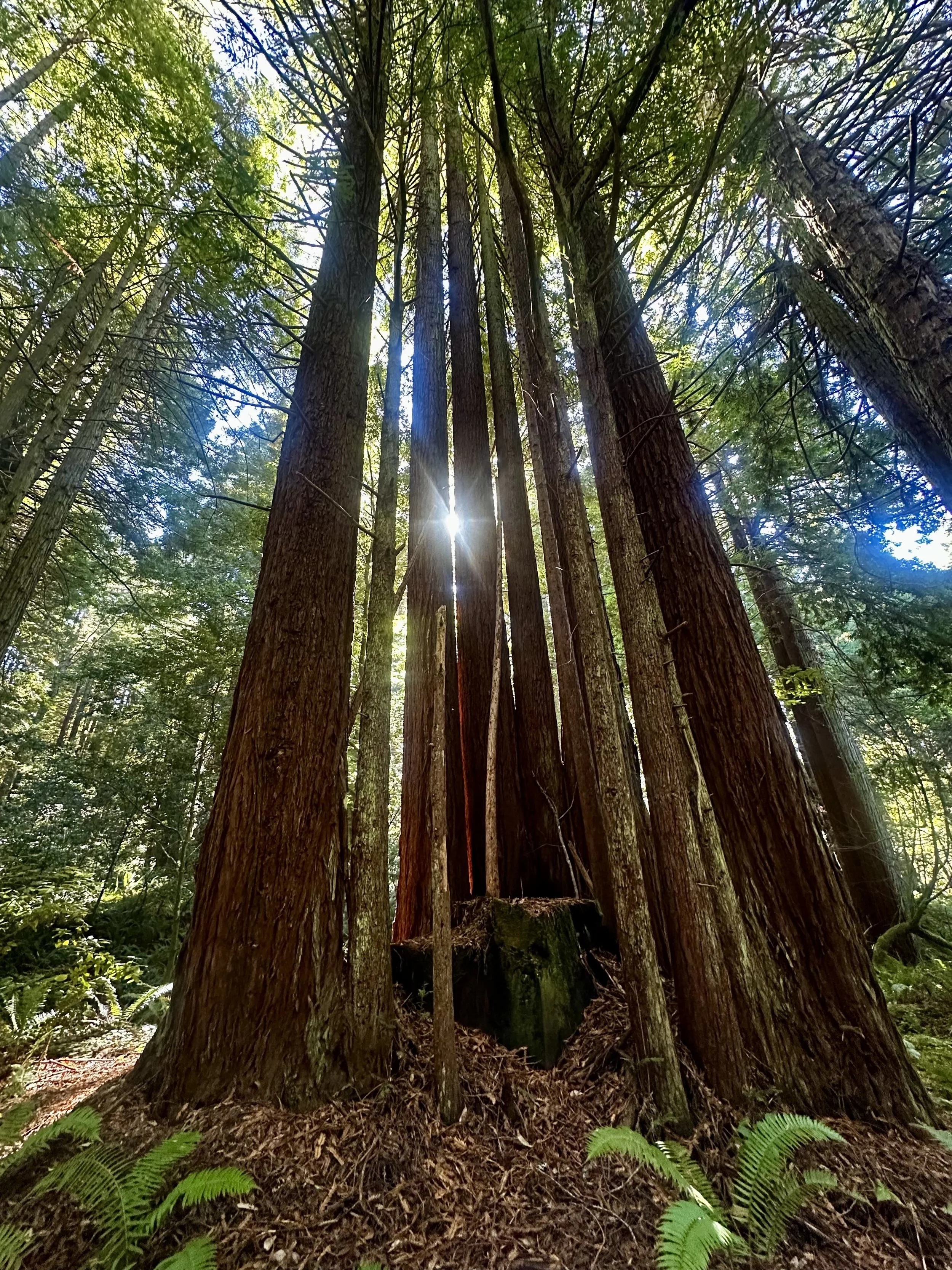 Redwoods.jpg