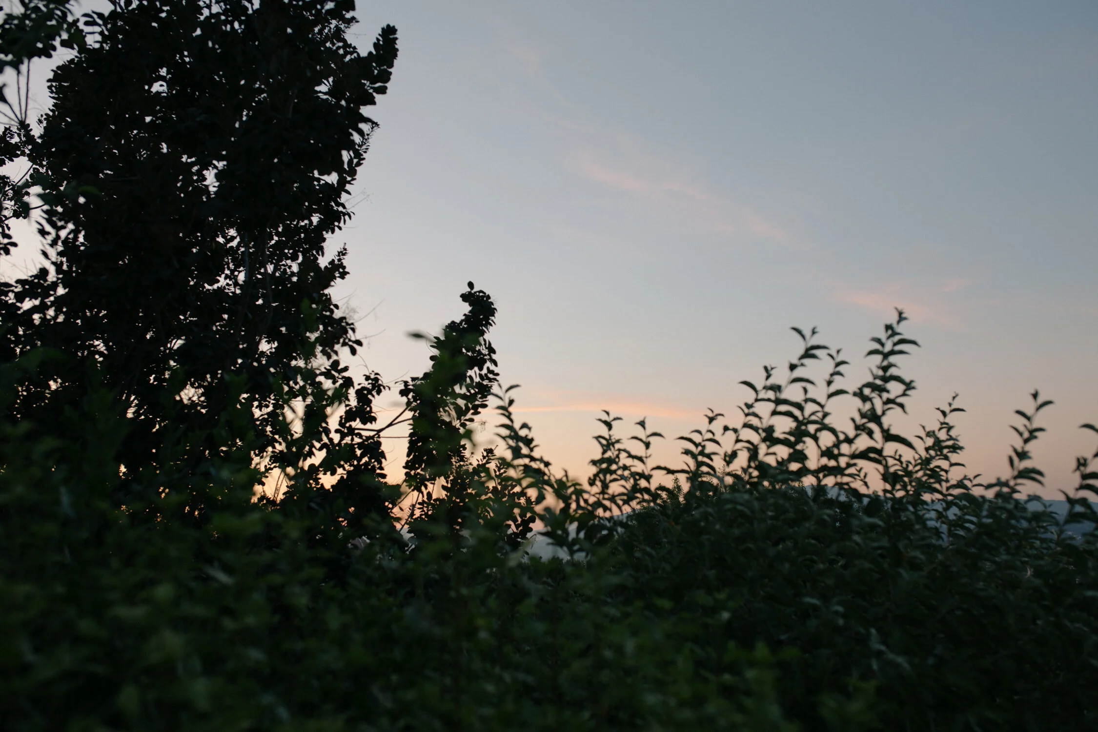 3Q6A2690.jpg