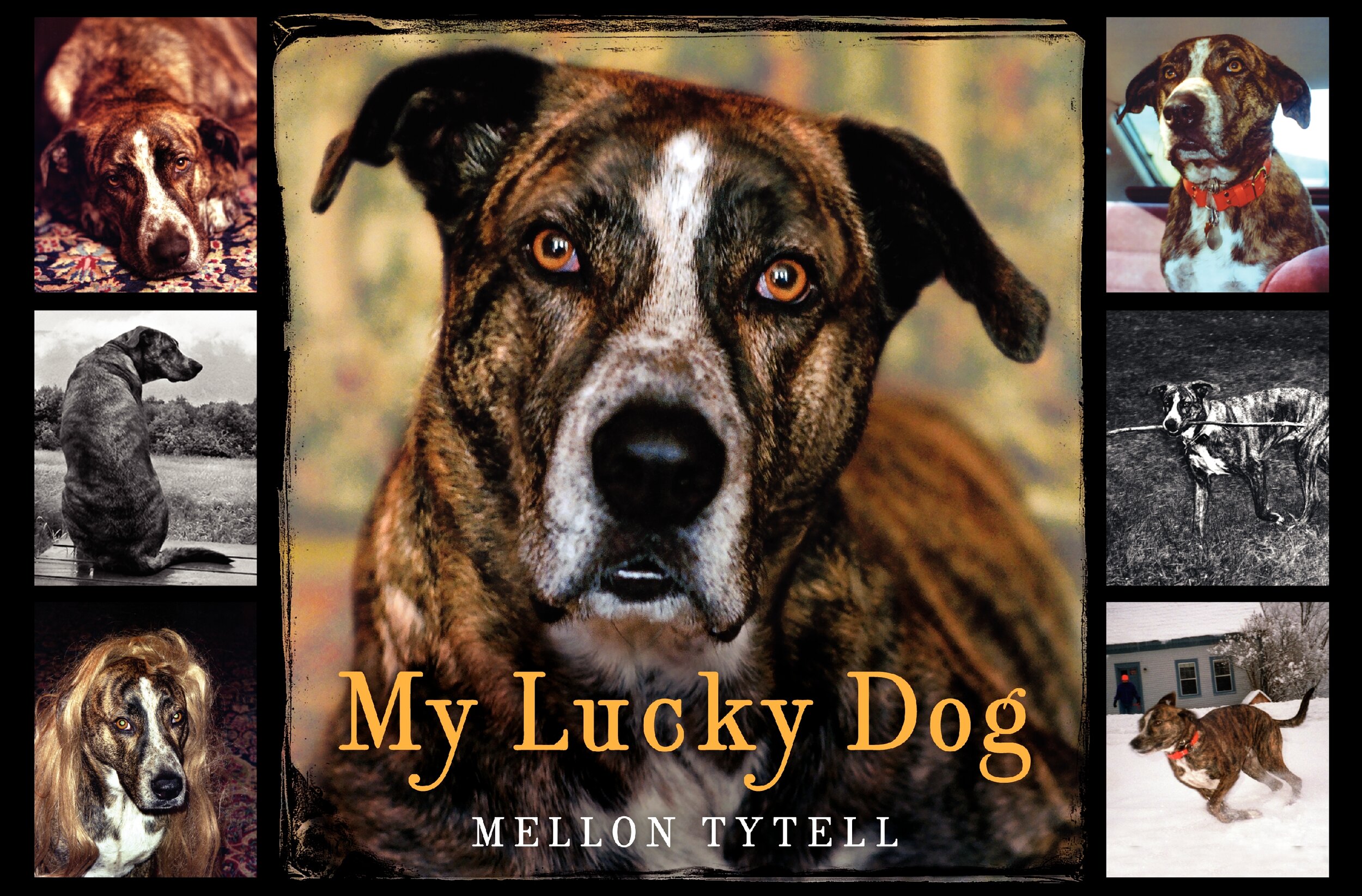 my lucky dog front cover.jpg