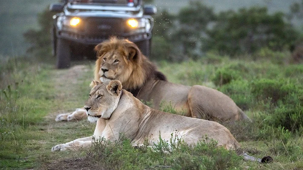 Interview with Ingrid Geertsema: Vegan Travel in South Africa