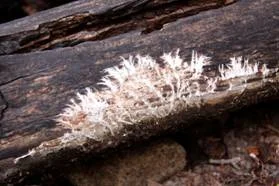 Mycelium.jpg