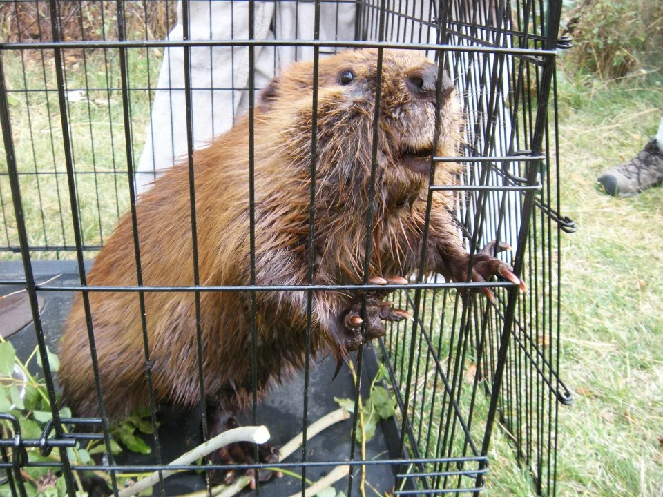 Beaver — The Lands Council