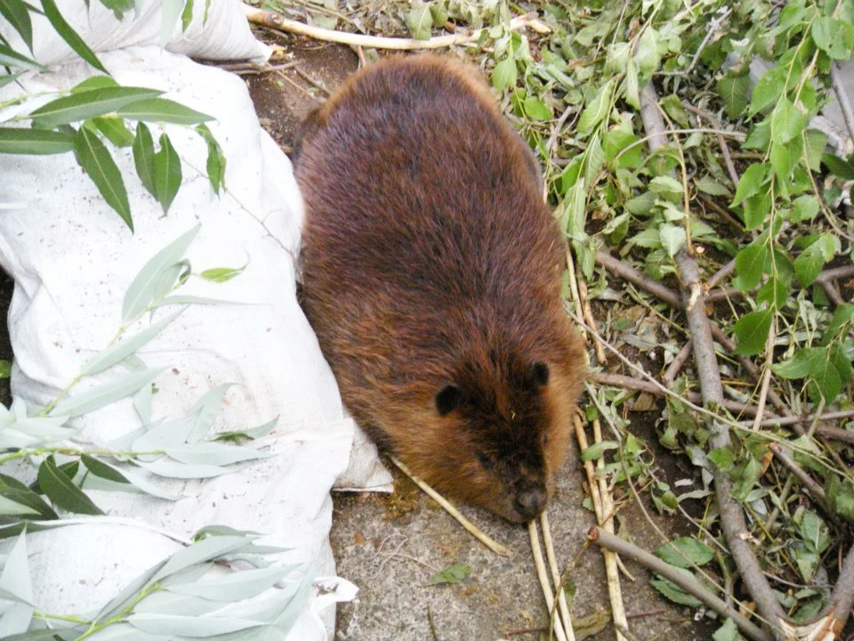 Beaver — The Lands Council