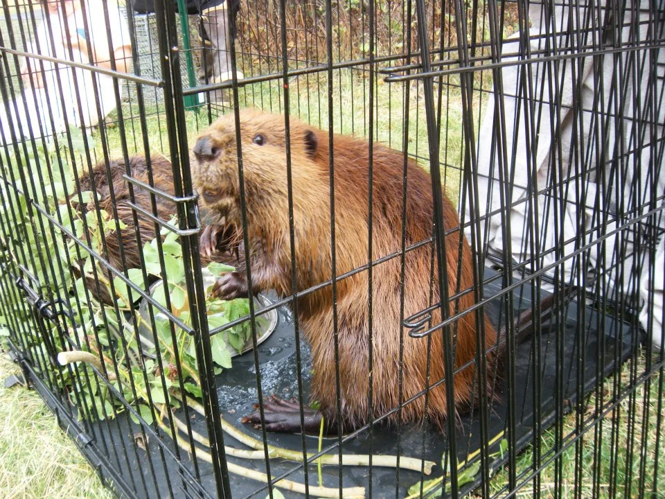Beaver — The Lands Council