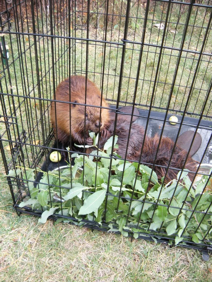 Beaver Program (42).jpg