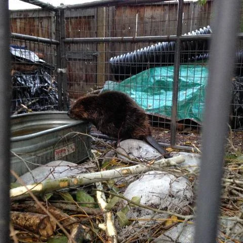 Beaver Program (54).jpg