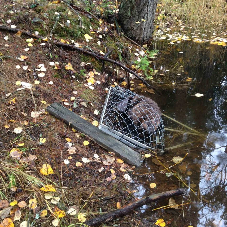 Beaver Program (53).jpg