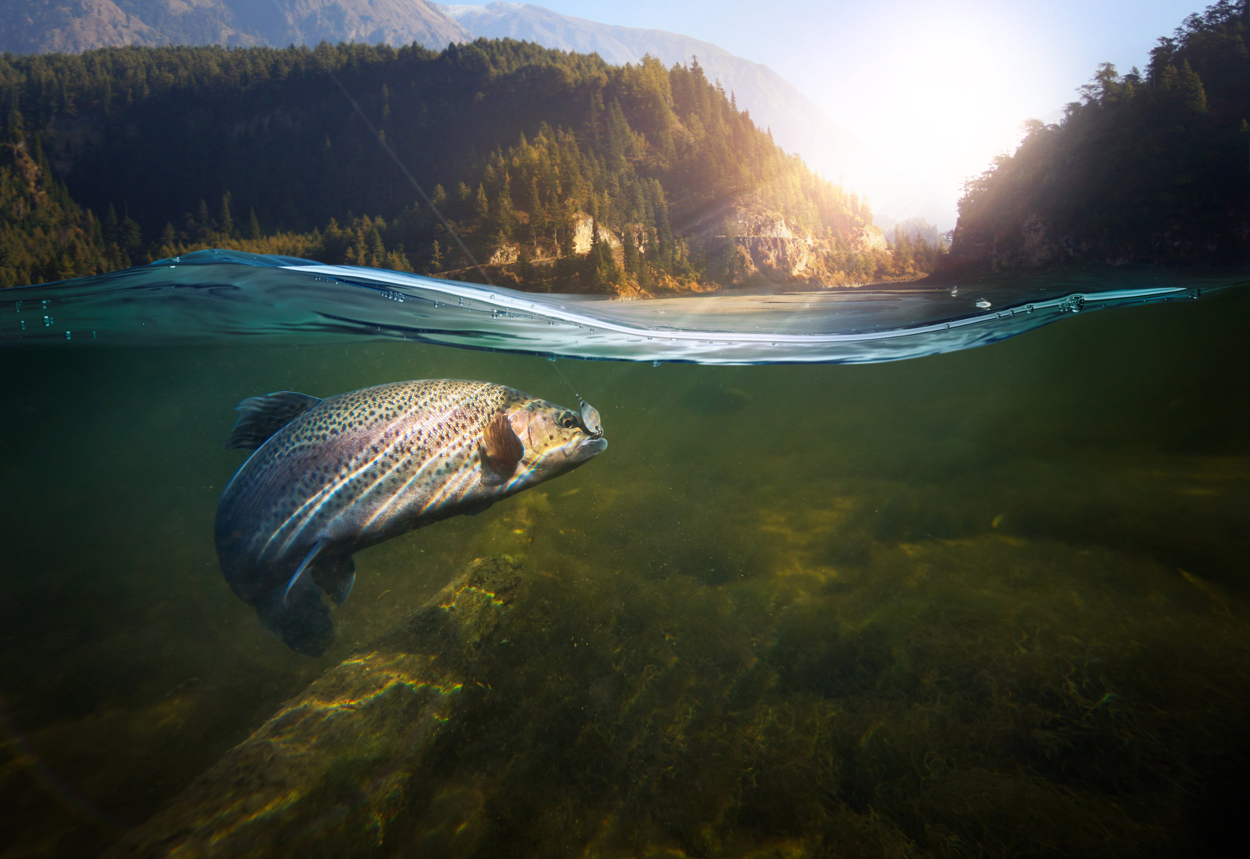 Trout in Stream.jpeg