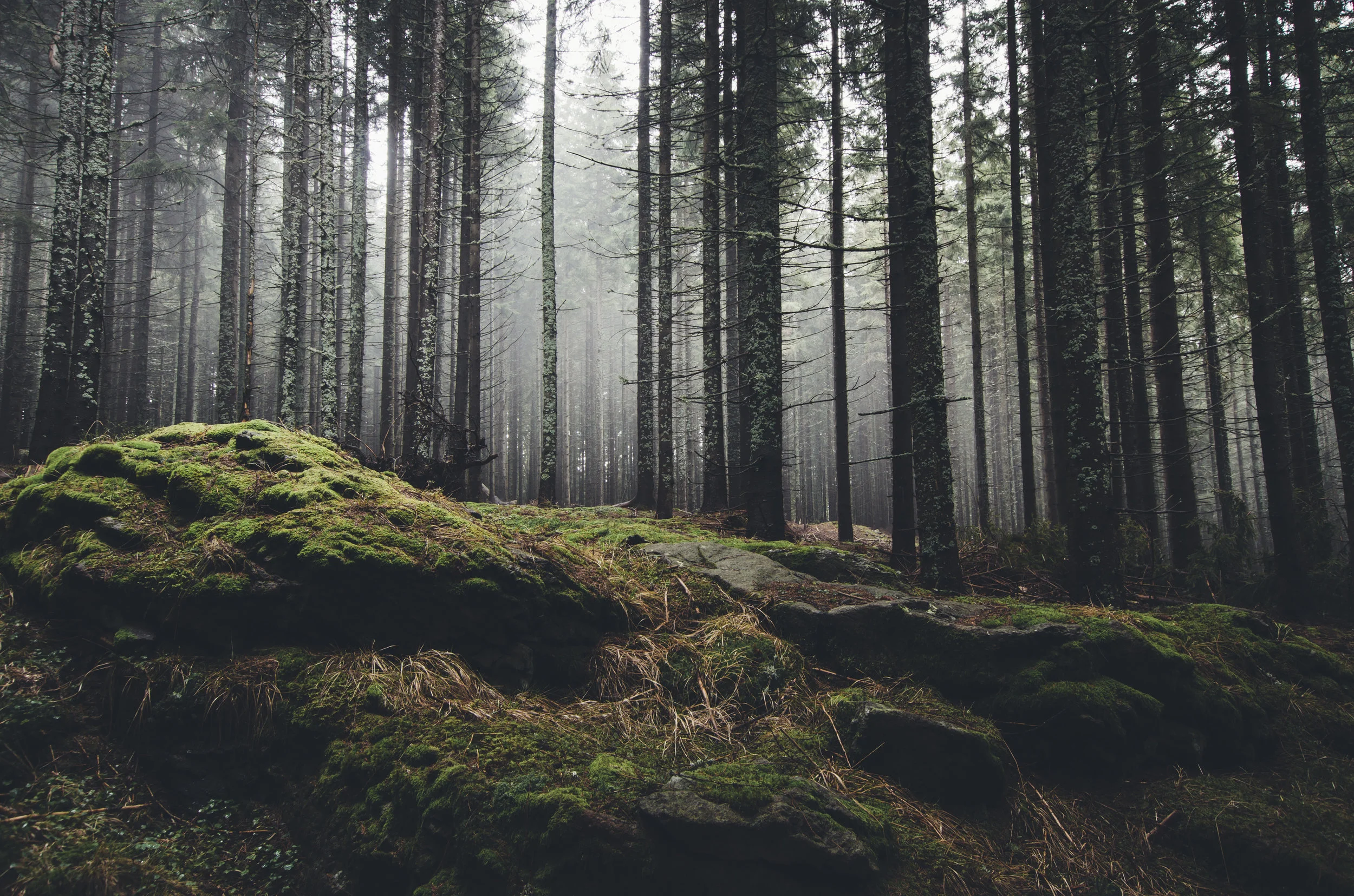 Forest.jpeg