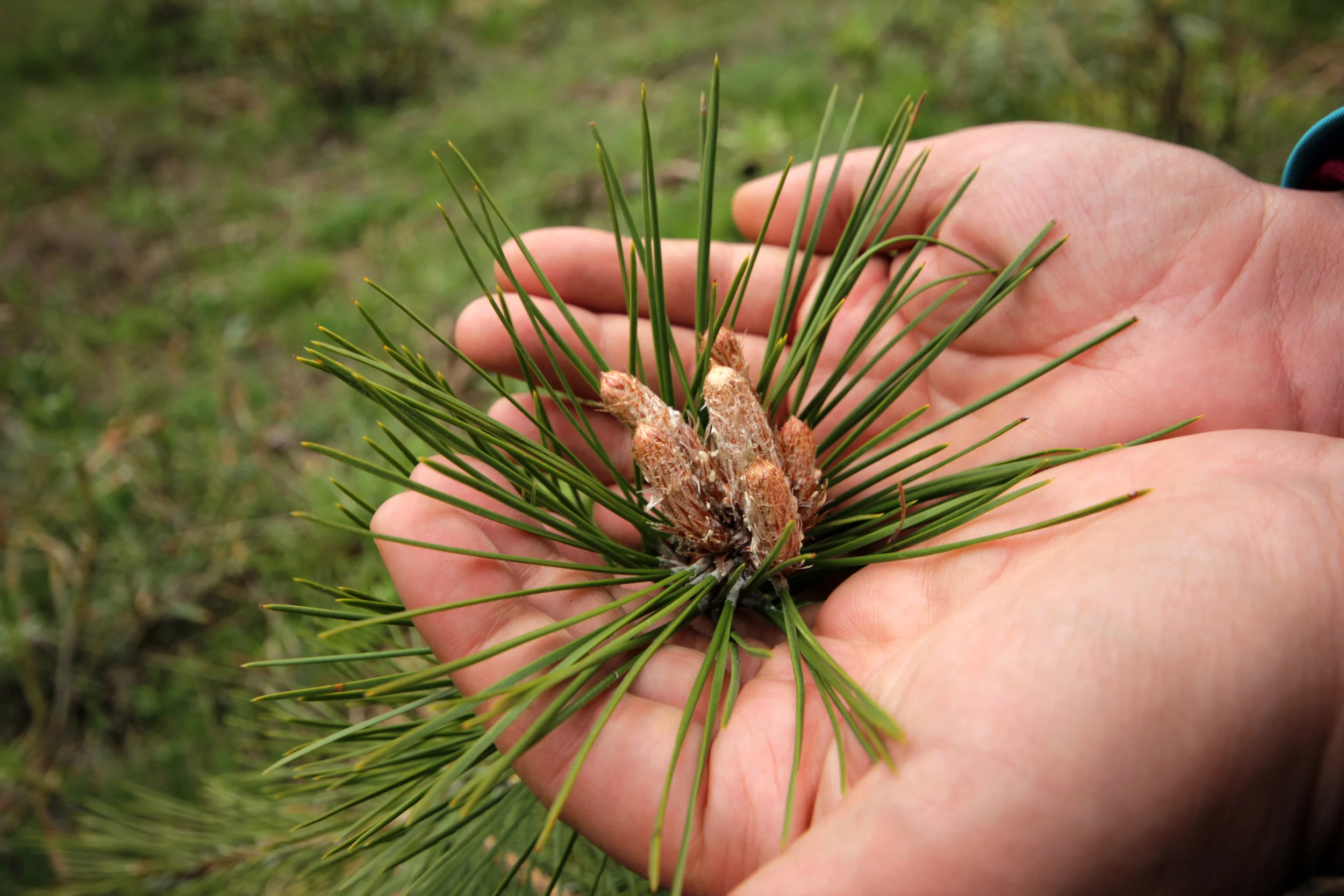 Pine in Hands.jpeg