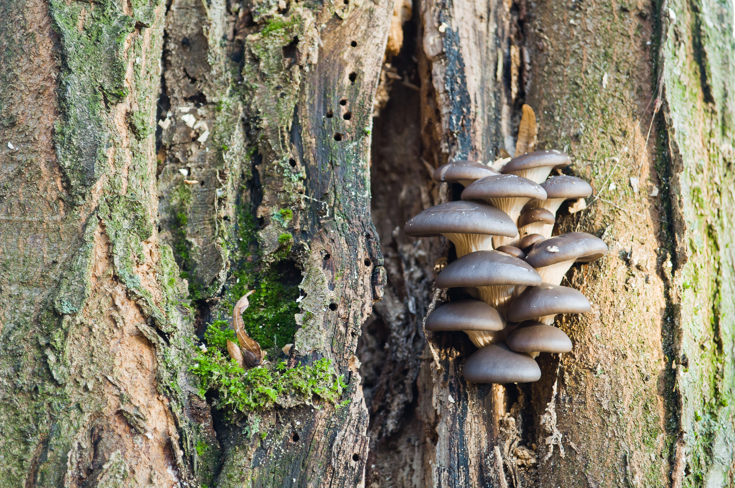 Mushrooms.jpeg