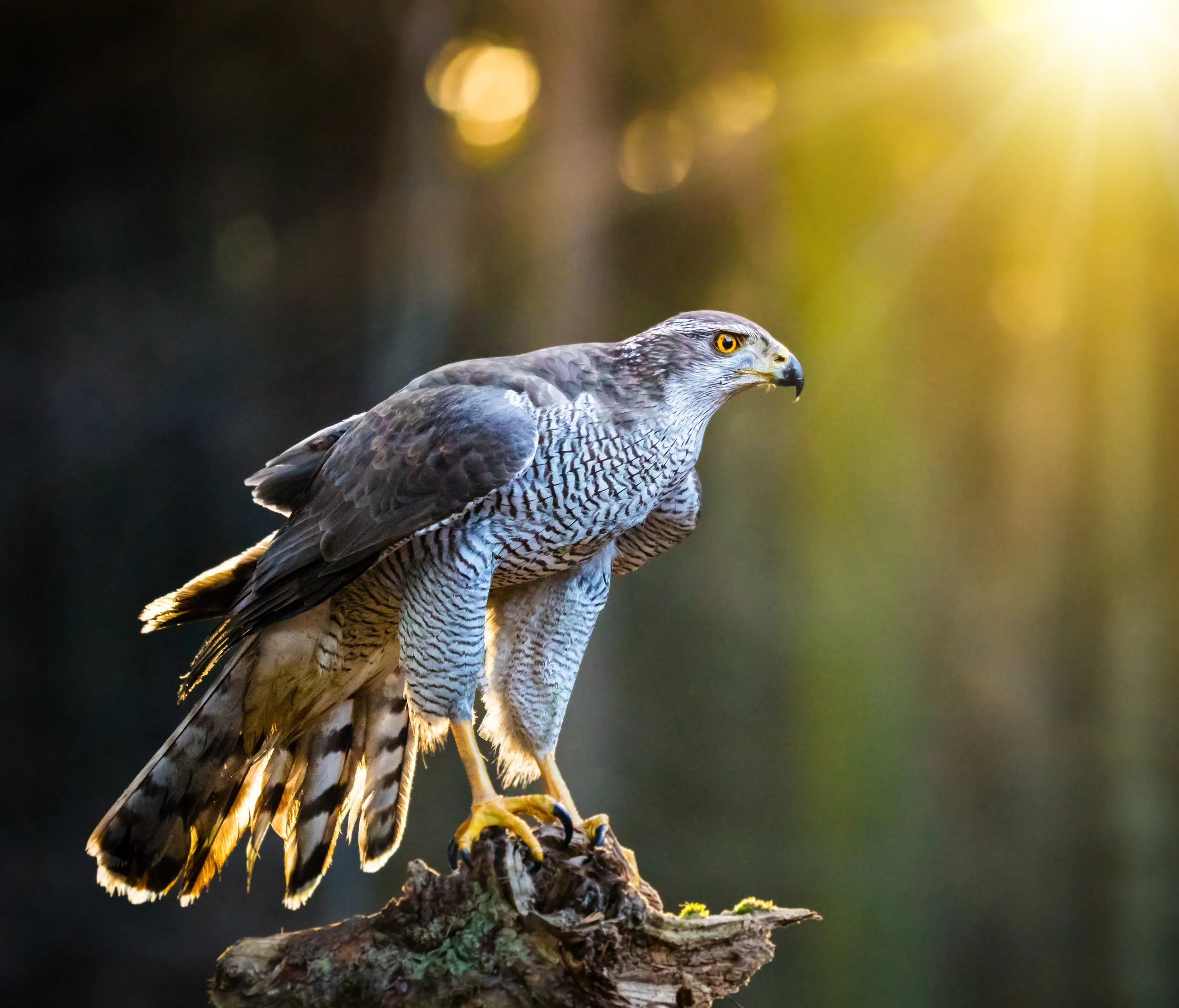 Goshawk.jpg