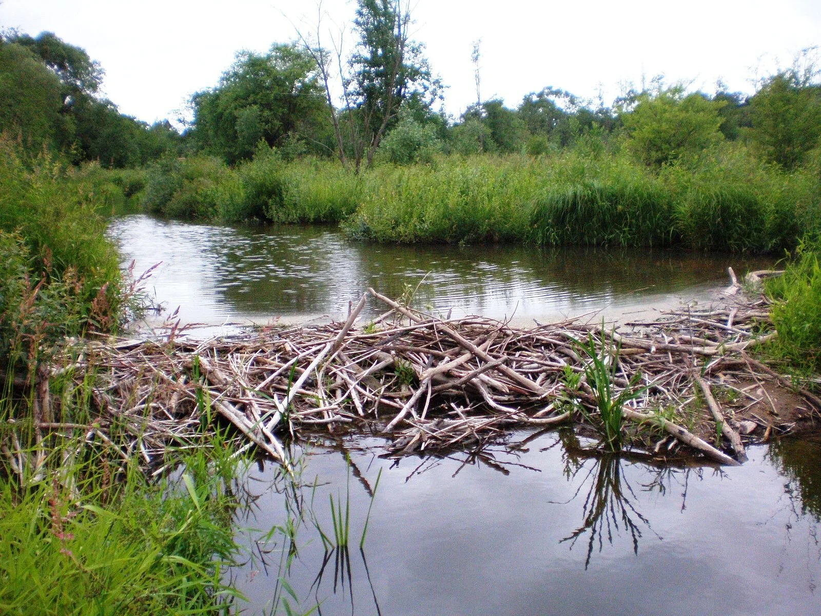 Beaver and Beaver Dam Analogs (BDAs)