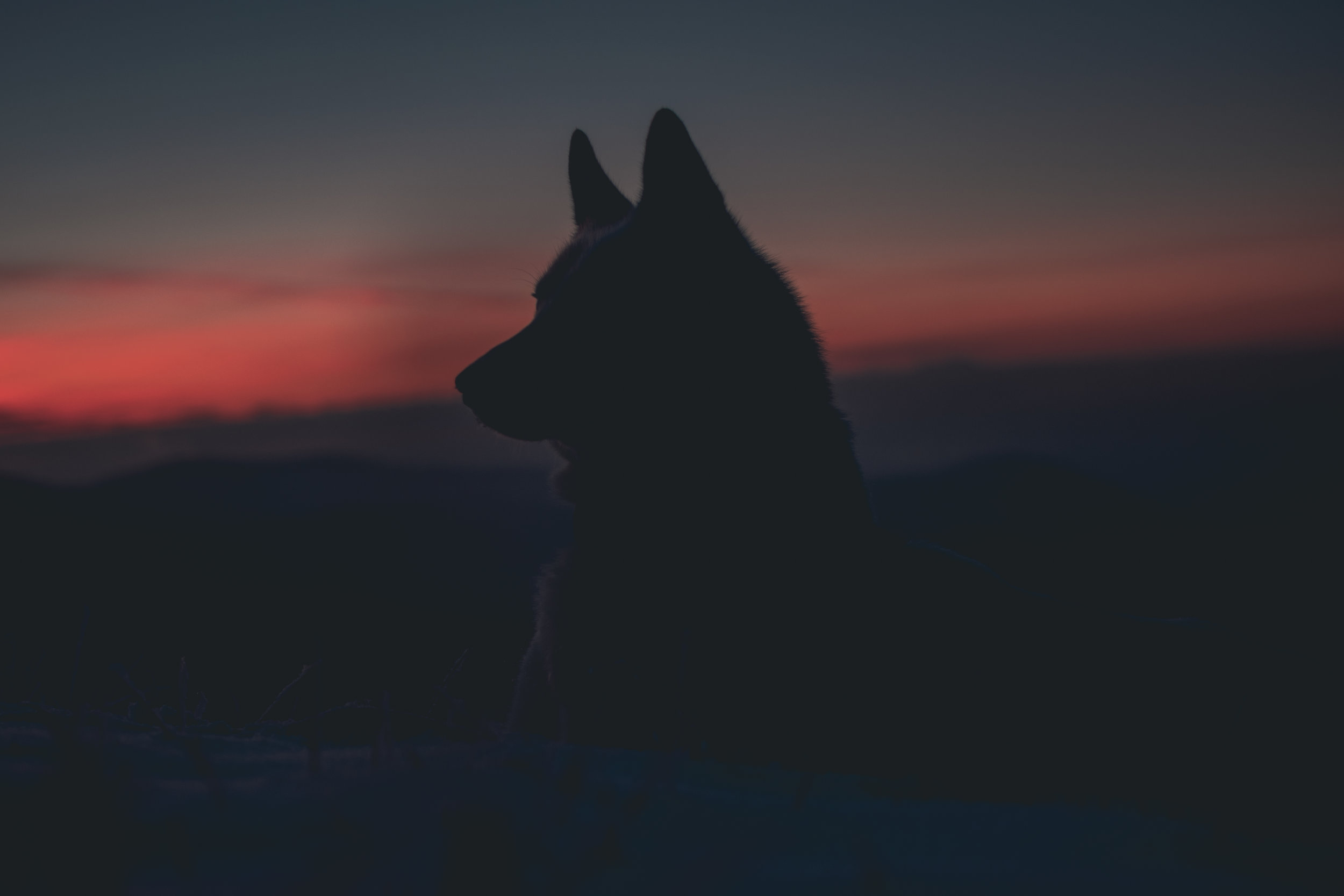 Washington Wolves Update