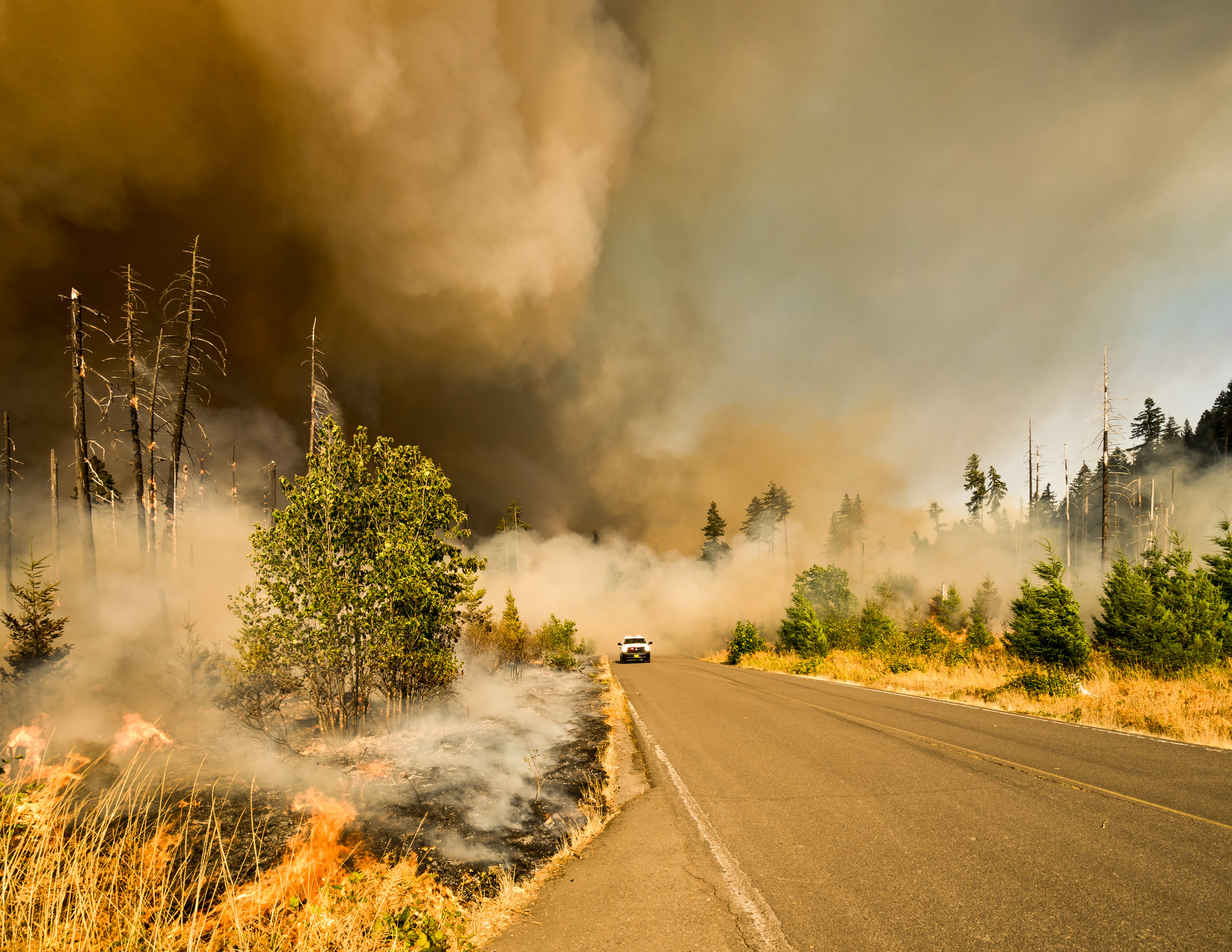 Wildfires and Forest Management
