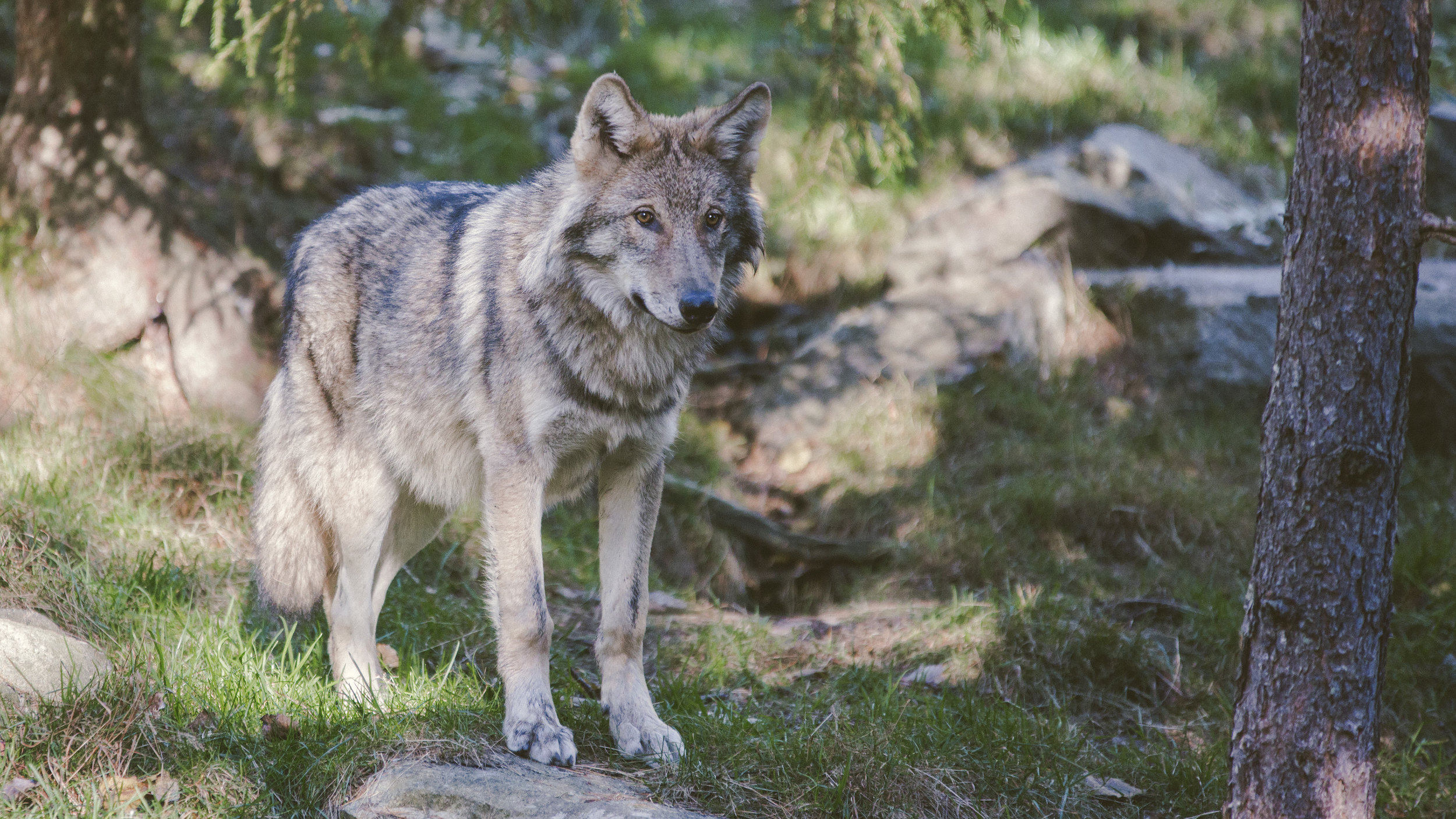 Wolf Delisting Update