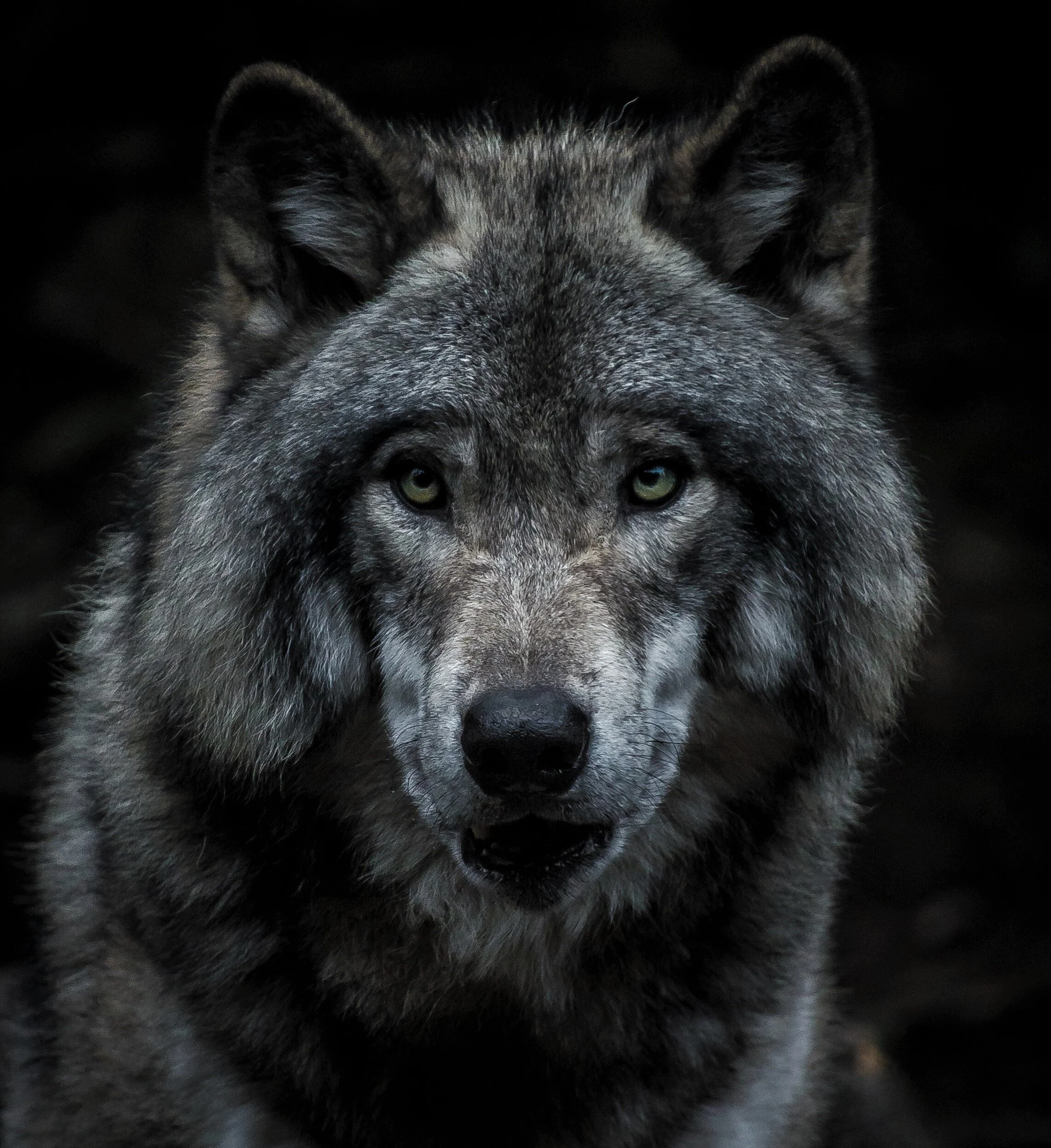 The Lands Council Challenges Wolf Delisting