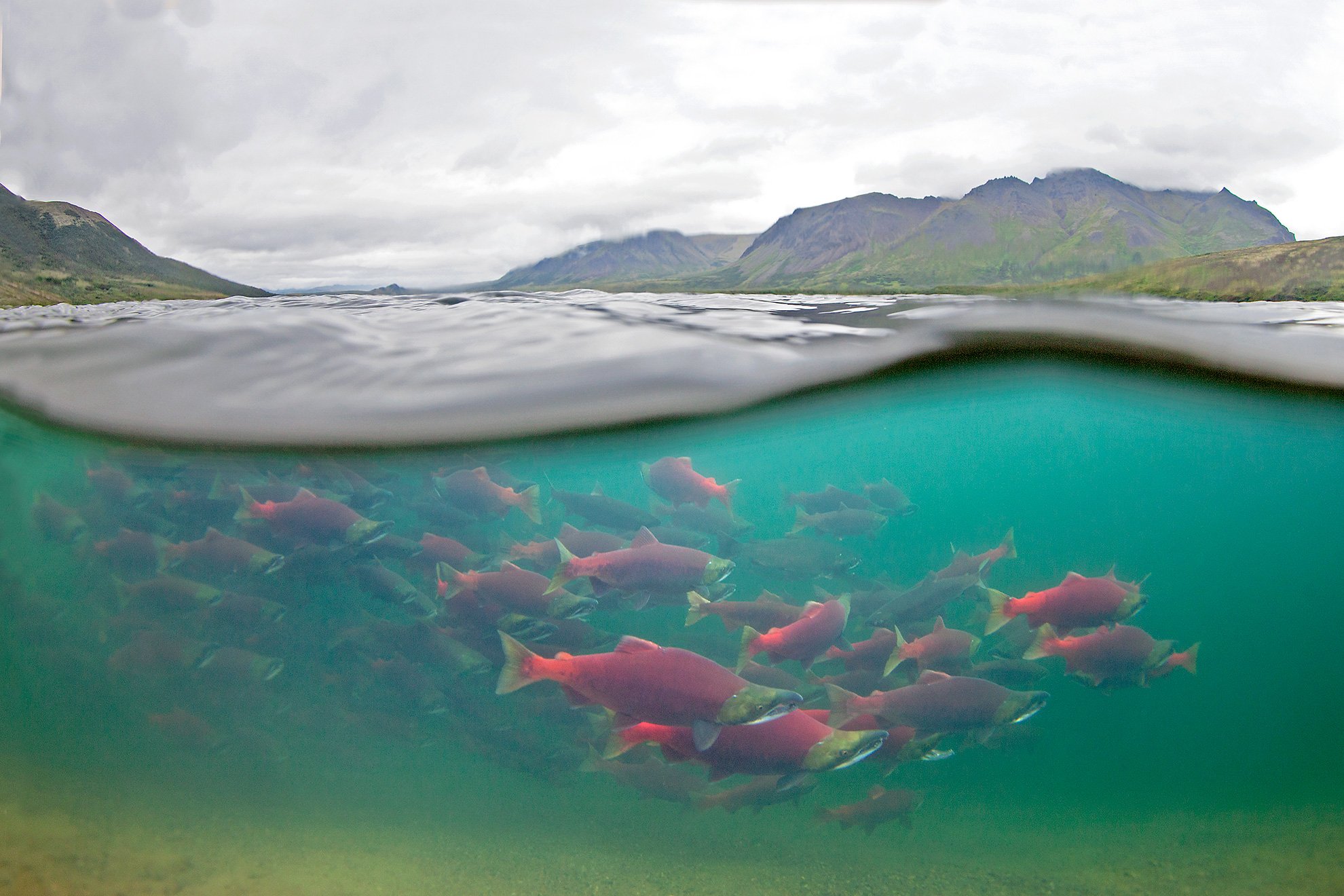 Tell the EPA to Permanently Protect Bristol Bay 