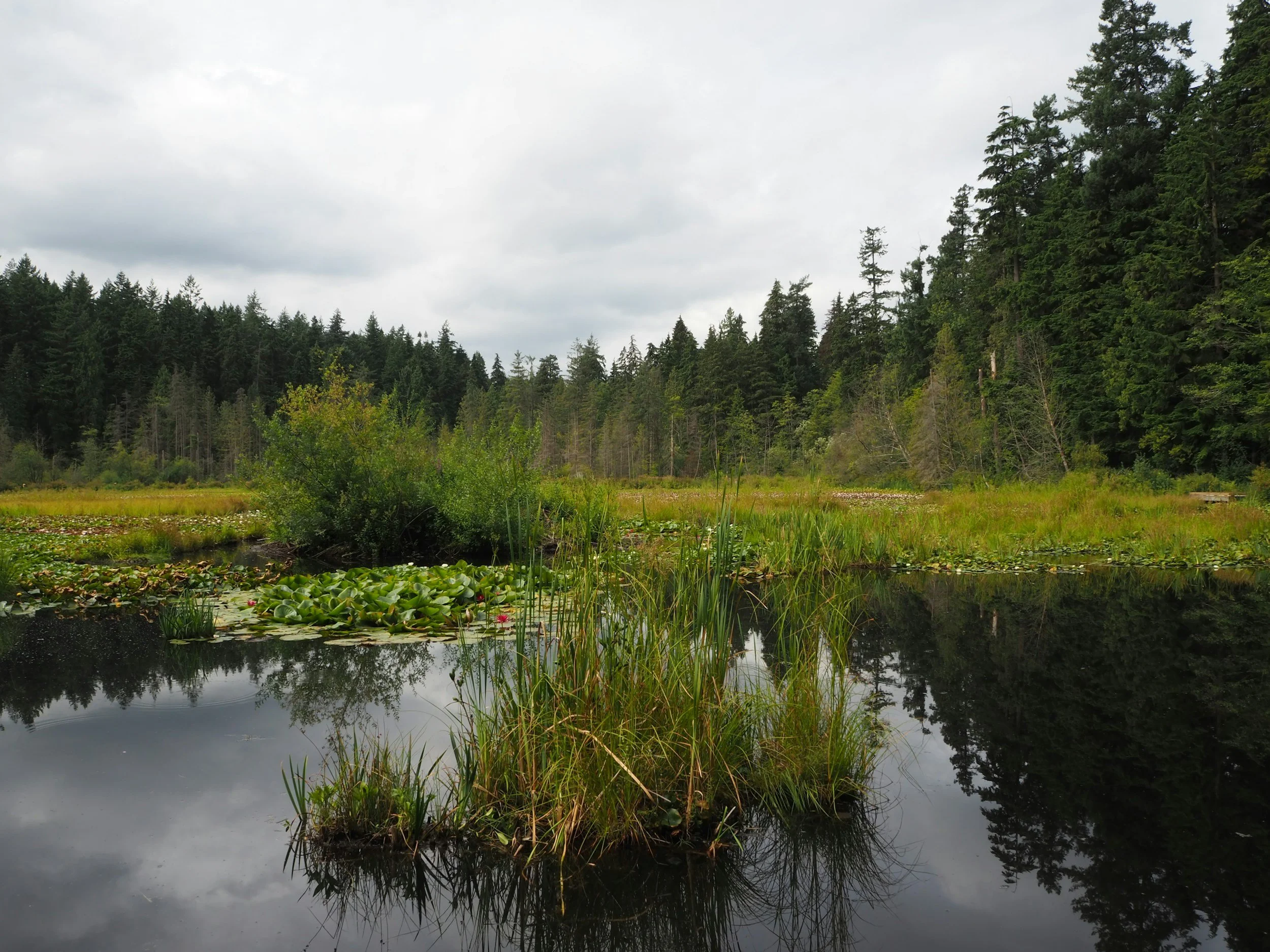 Tales of the Beaver: Learning to Coexist with Ecosystem Engineers