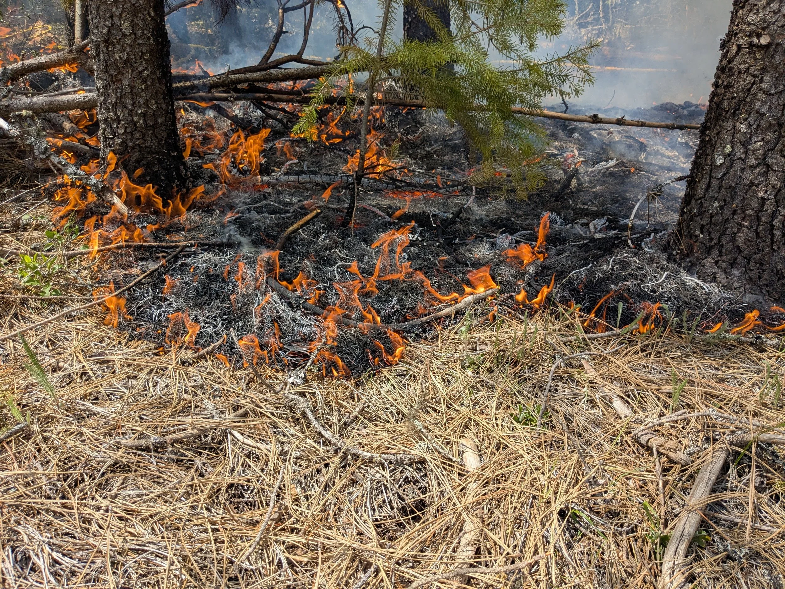 Wildfire &amp; Forestry Safety Fair