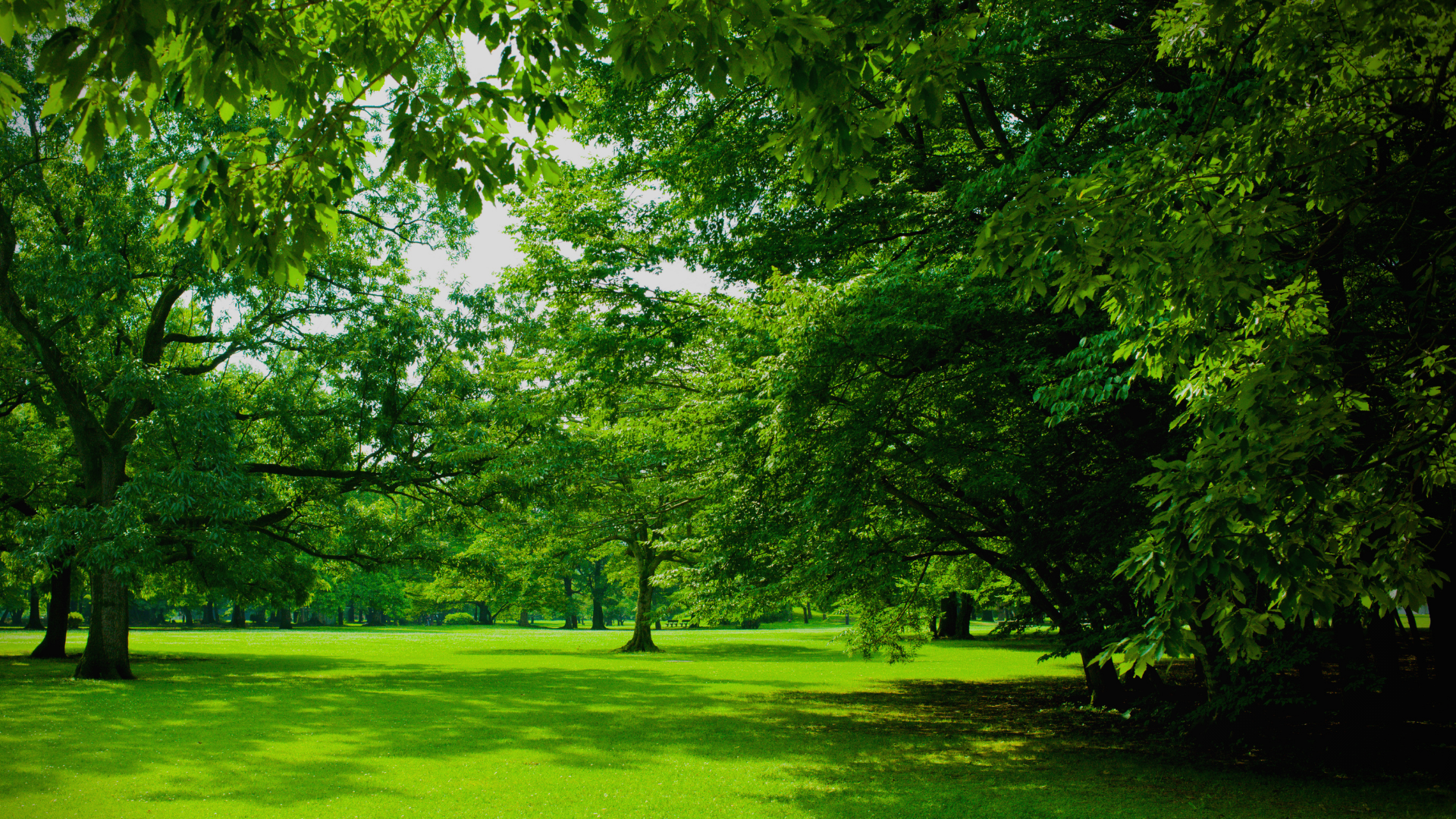 SpoCanopy: Susie Forest Tree Planting