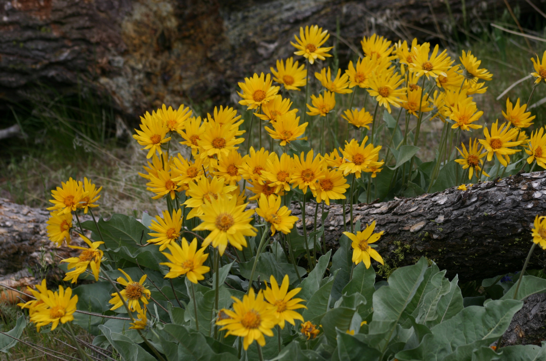 Balsamroot.png