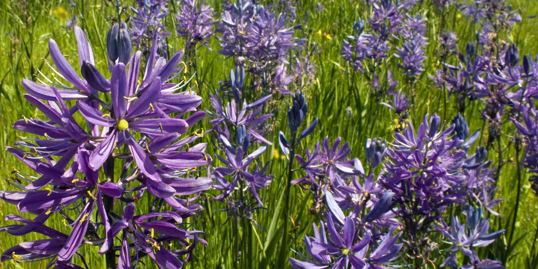 Untitled design (8).png