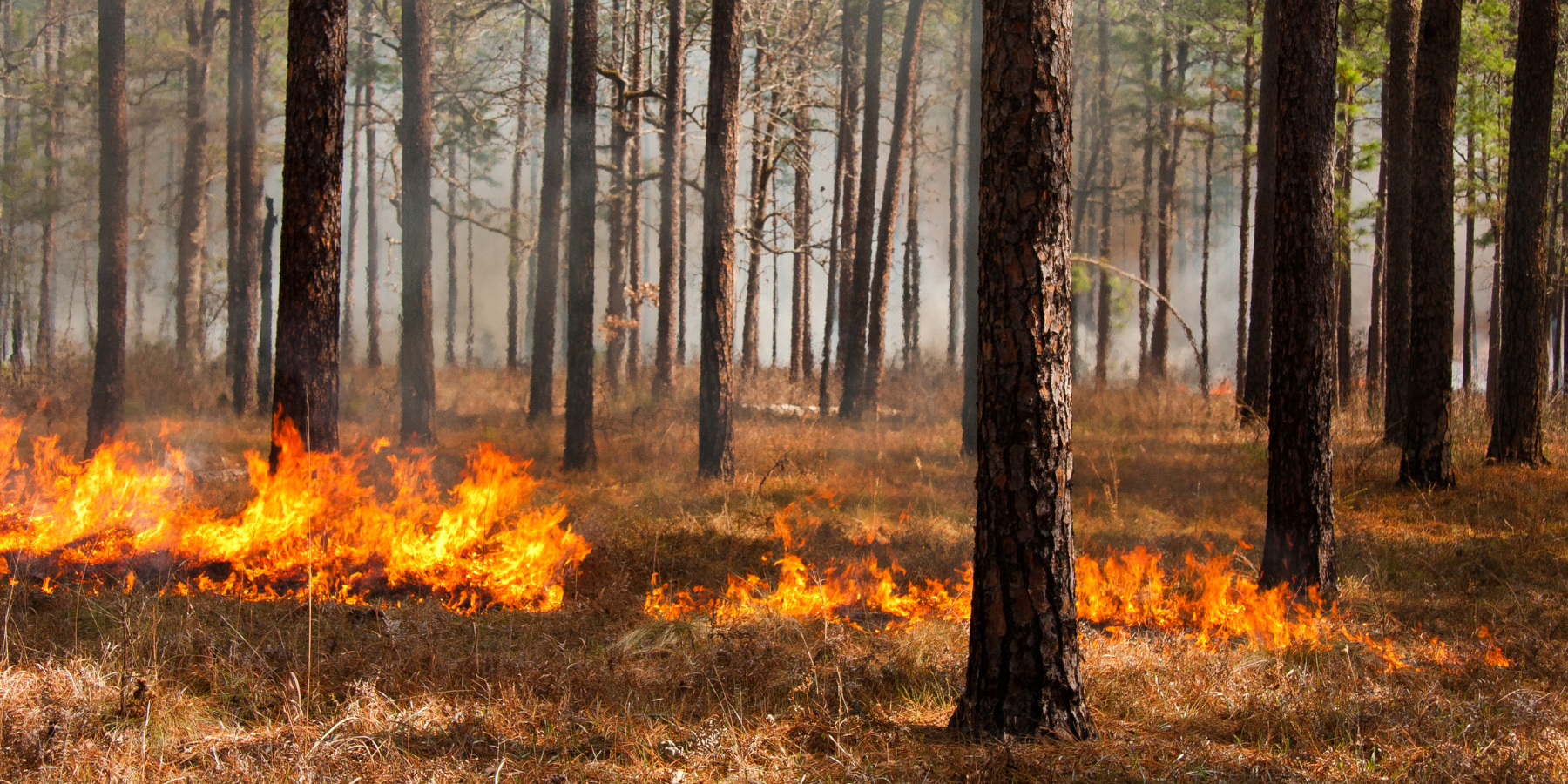 Untitled design (5).png