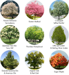 Urban Forestry — The Lands Council