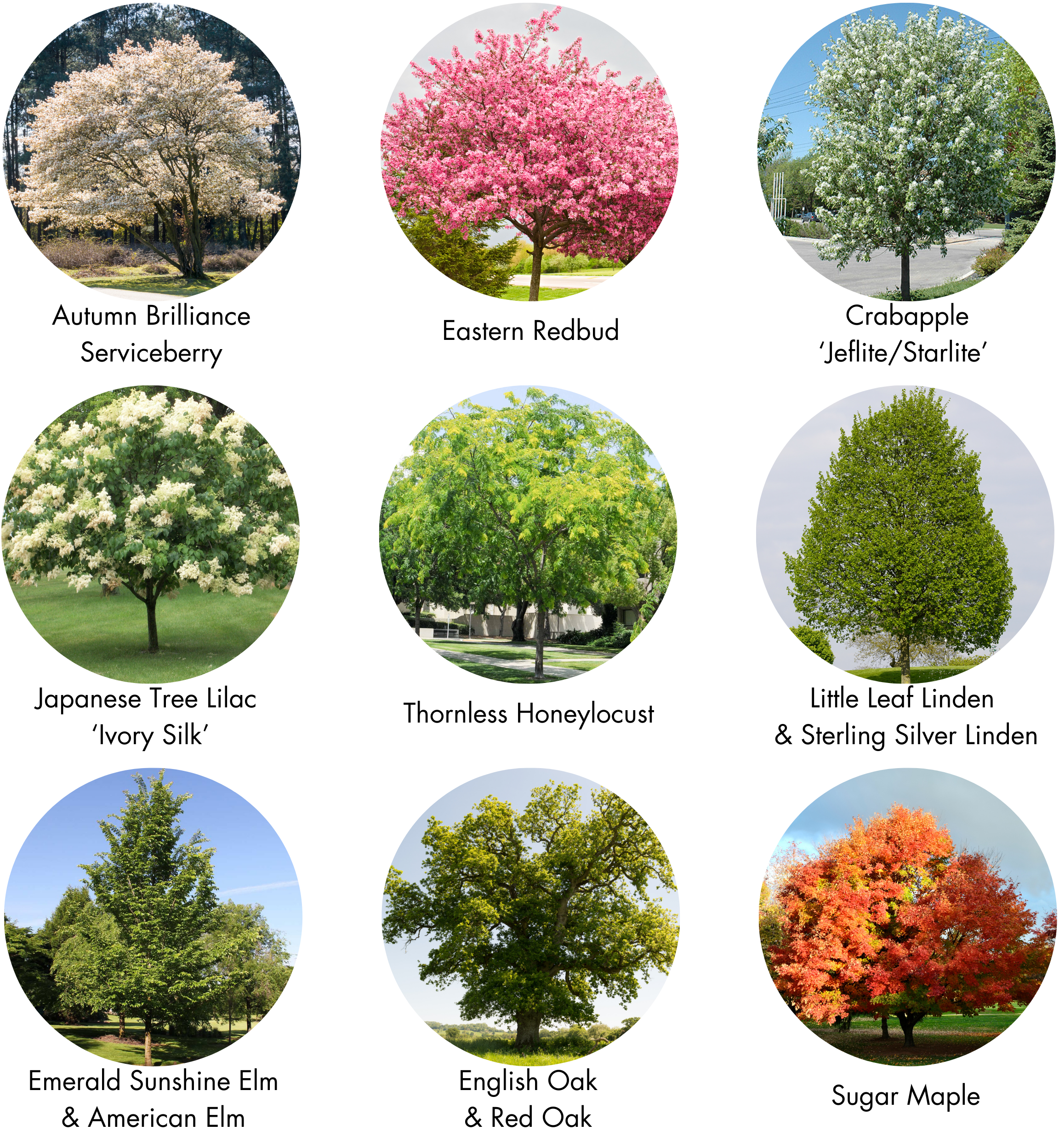 Urban Forestry — The Lands Council