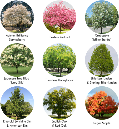 Urban Forestry — The Lands Council