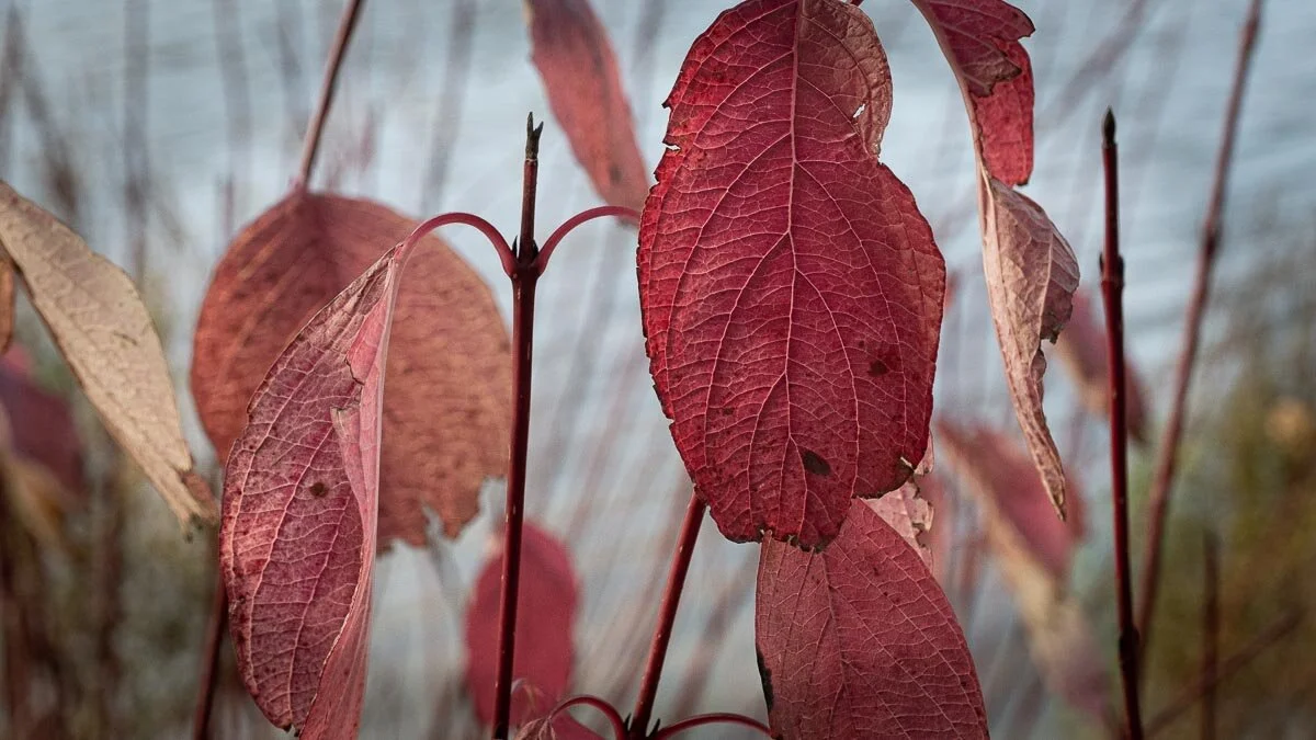 Justine Web Images-09.jpg