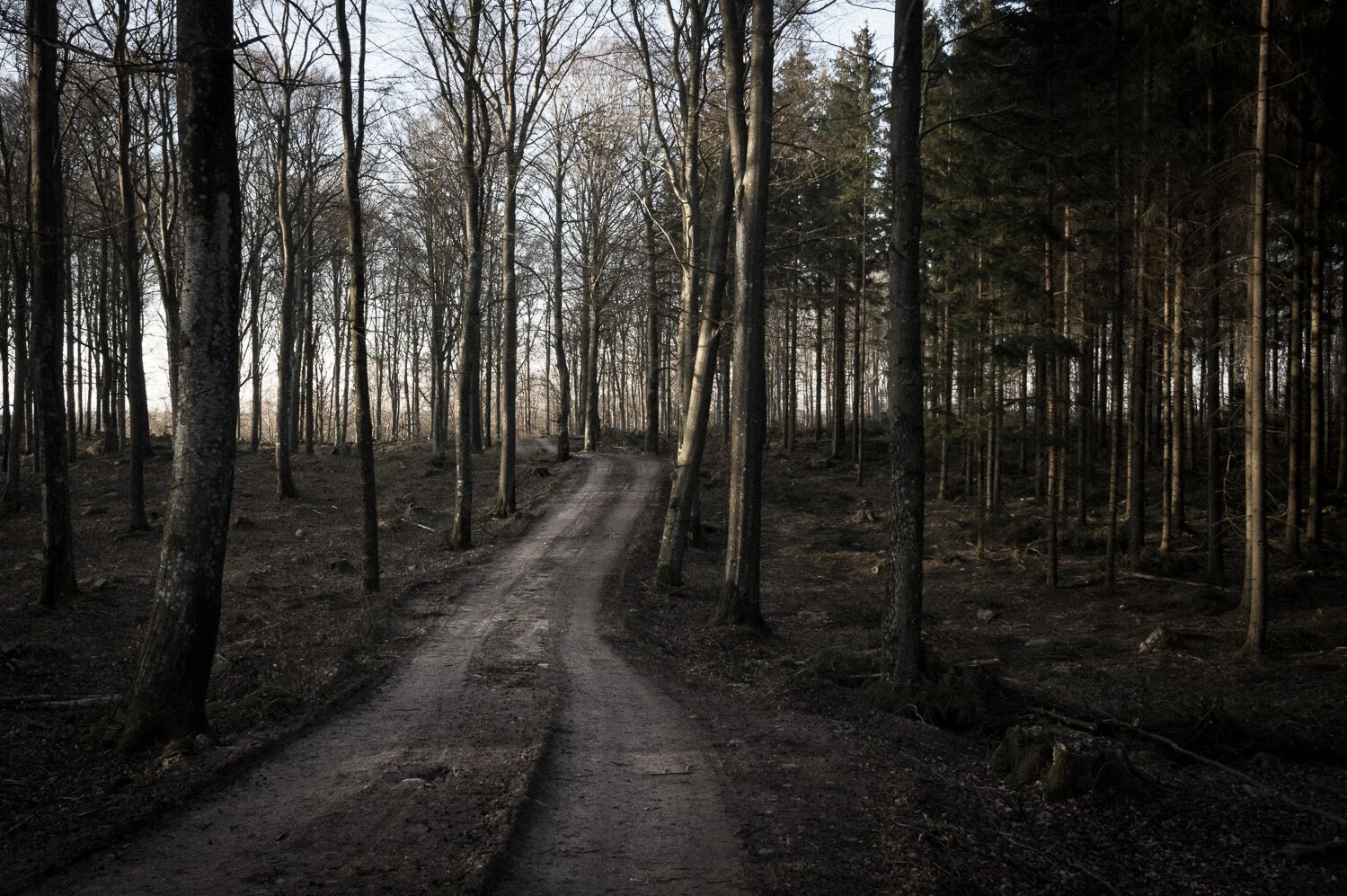 Trees and a road