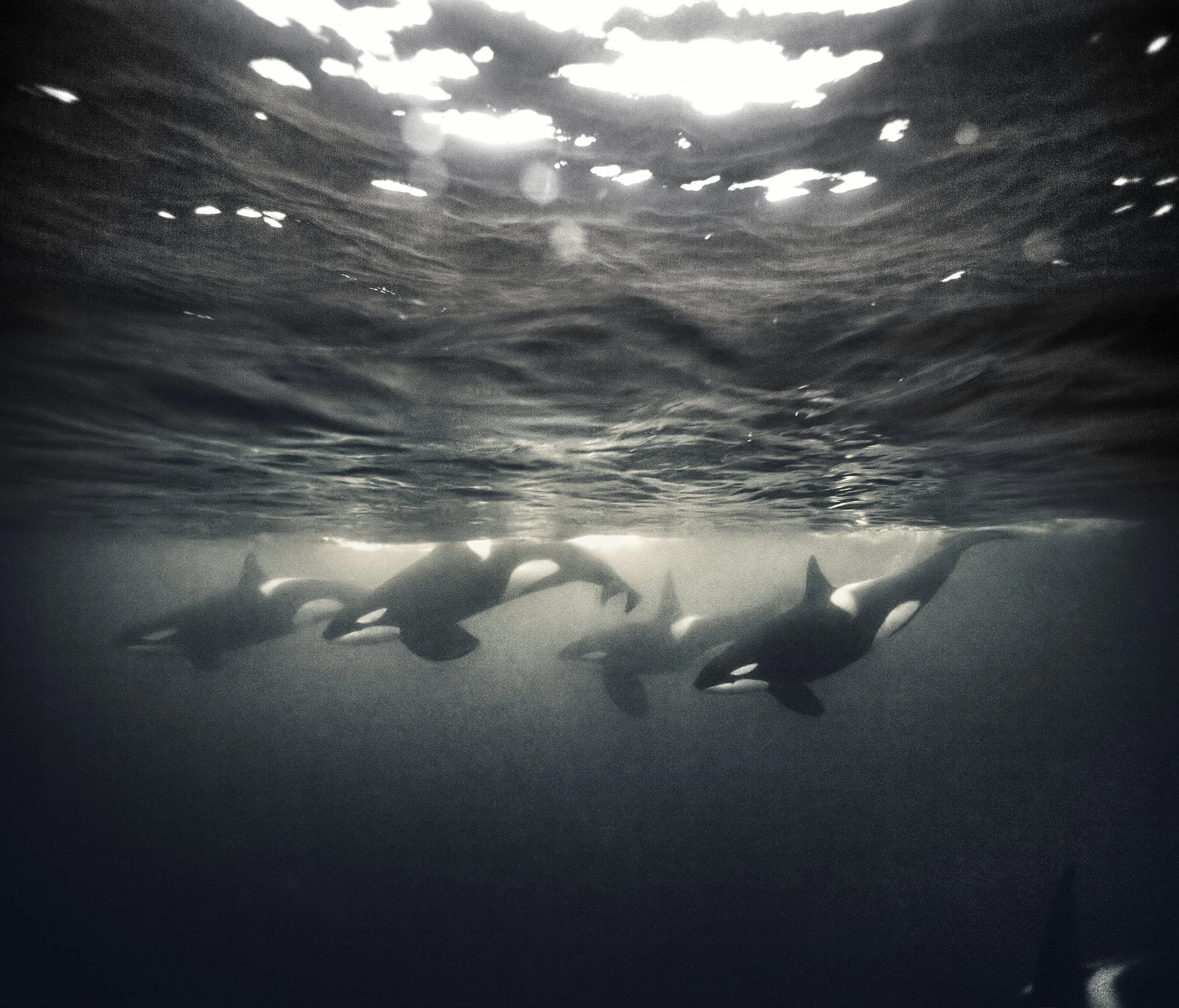 027A3939_neatb&w2.jpg