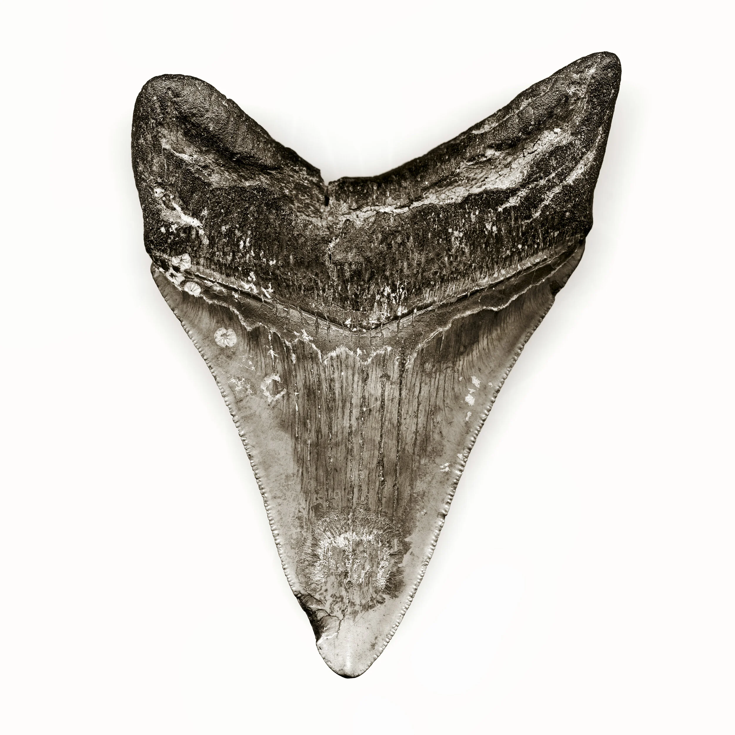 Megalodon Tooth PRINT.jpg