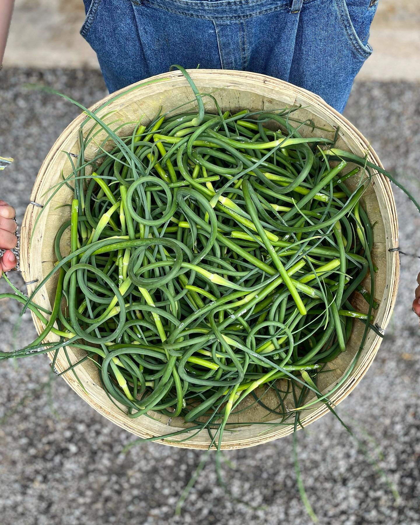 Fresh in the shop today - this whirly-twirly vegetable! 🌀 

Garlic scapes from @alpinenurseries have arrived and they are just waiting to be added to added to pesto, into a quiche, or just saut&eacute;ed up on their own as a side. 

Head on over, we